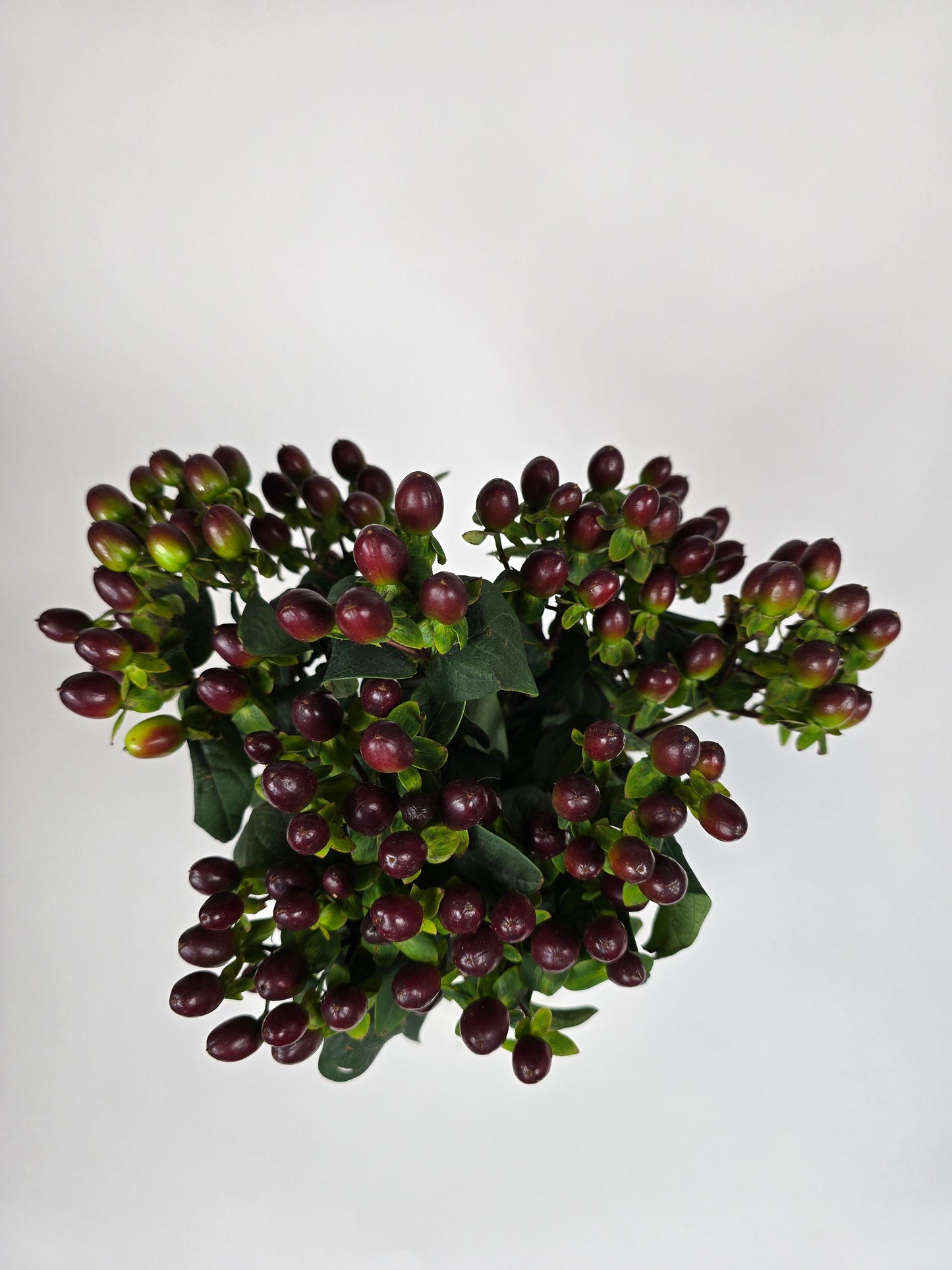 Burgundy Hypericum Berries