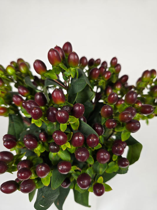 Burgundy Hypericum Berries