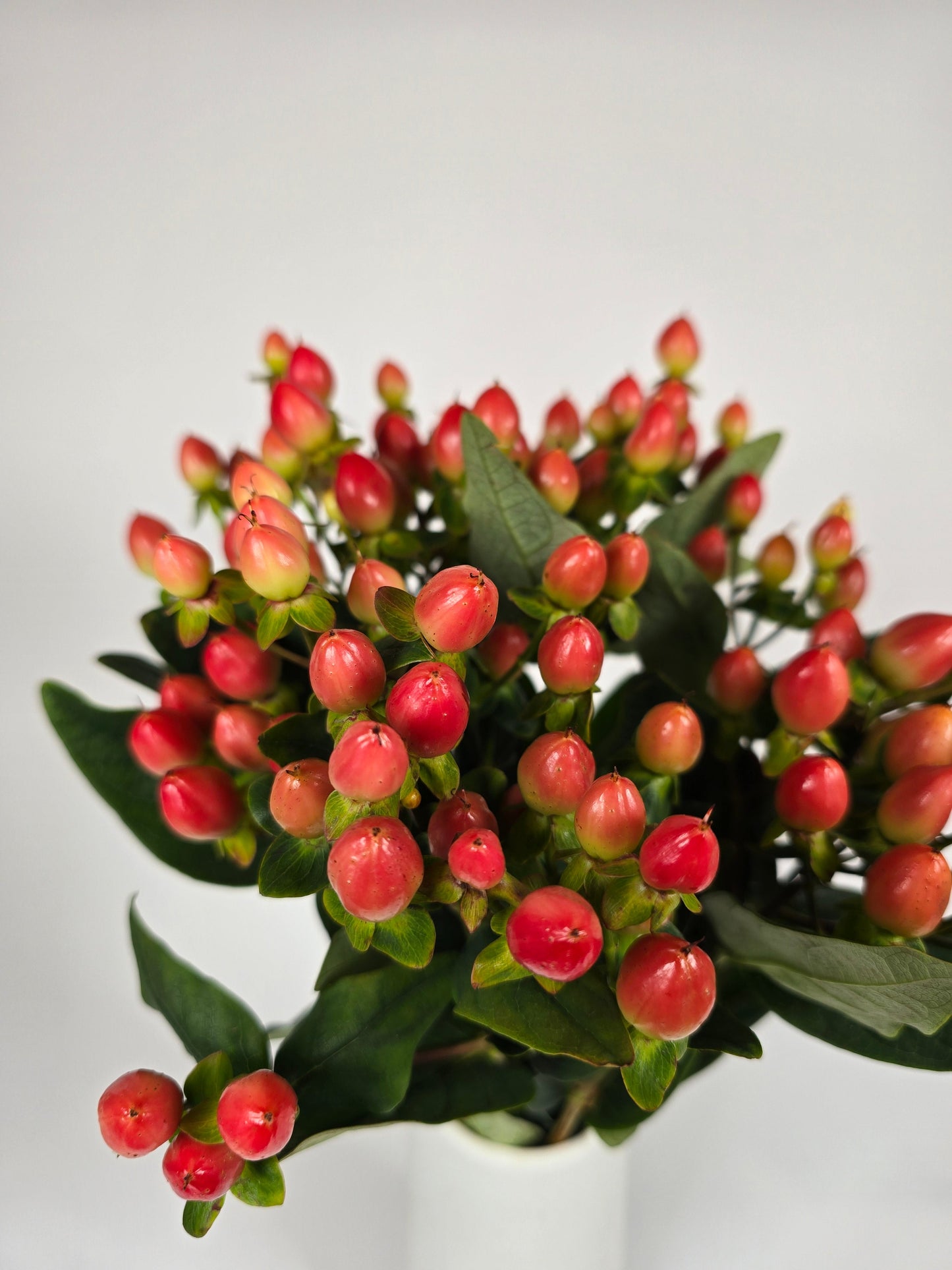 Peachy Pink Hypericum Berries