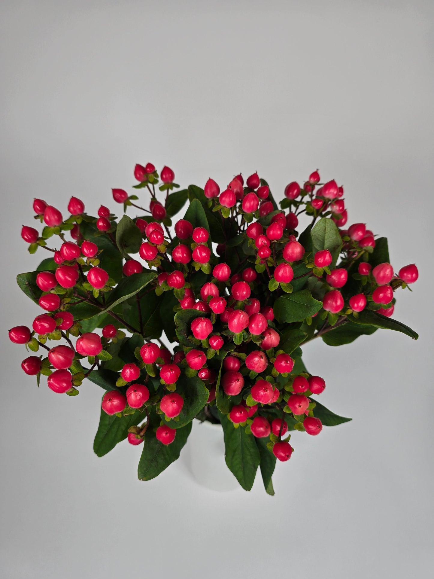 Hot Pink Hypericum Berries