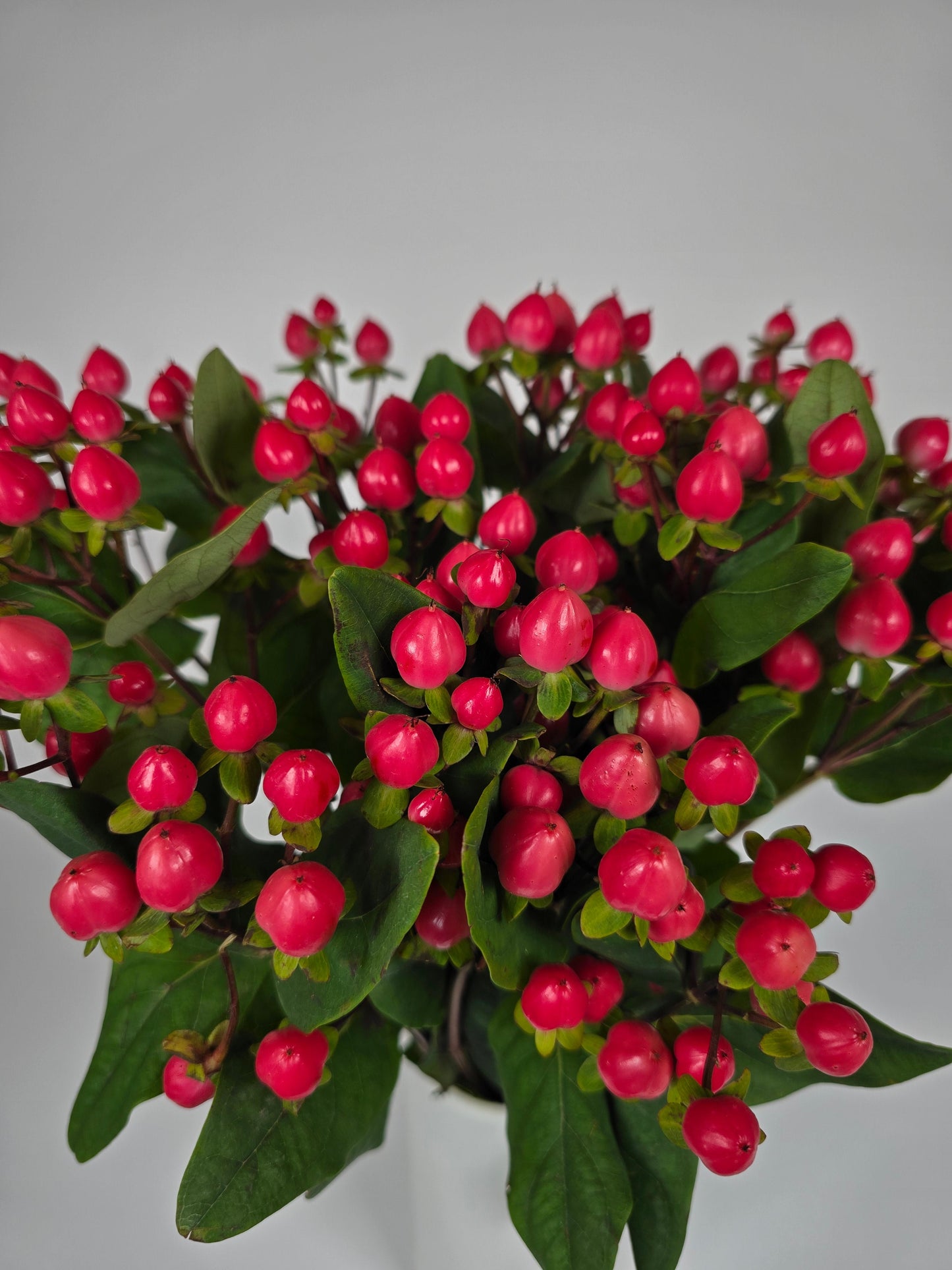 Hot Pink Hypericum Berries