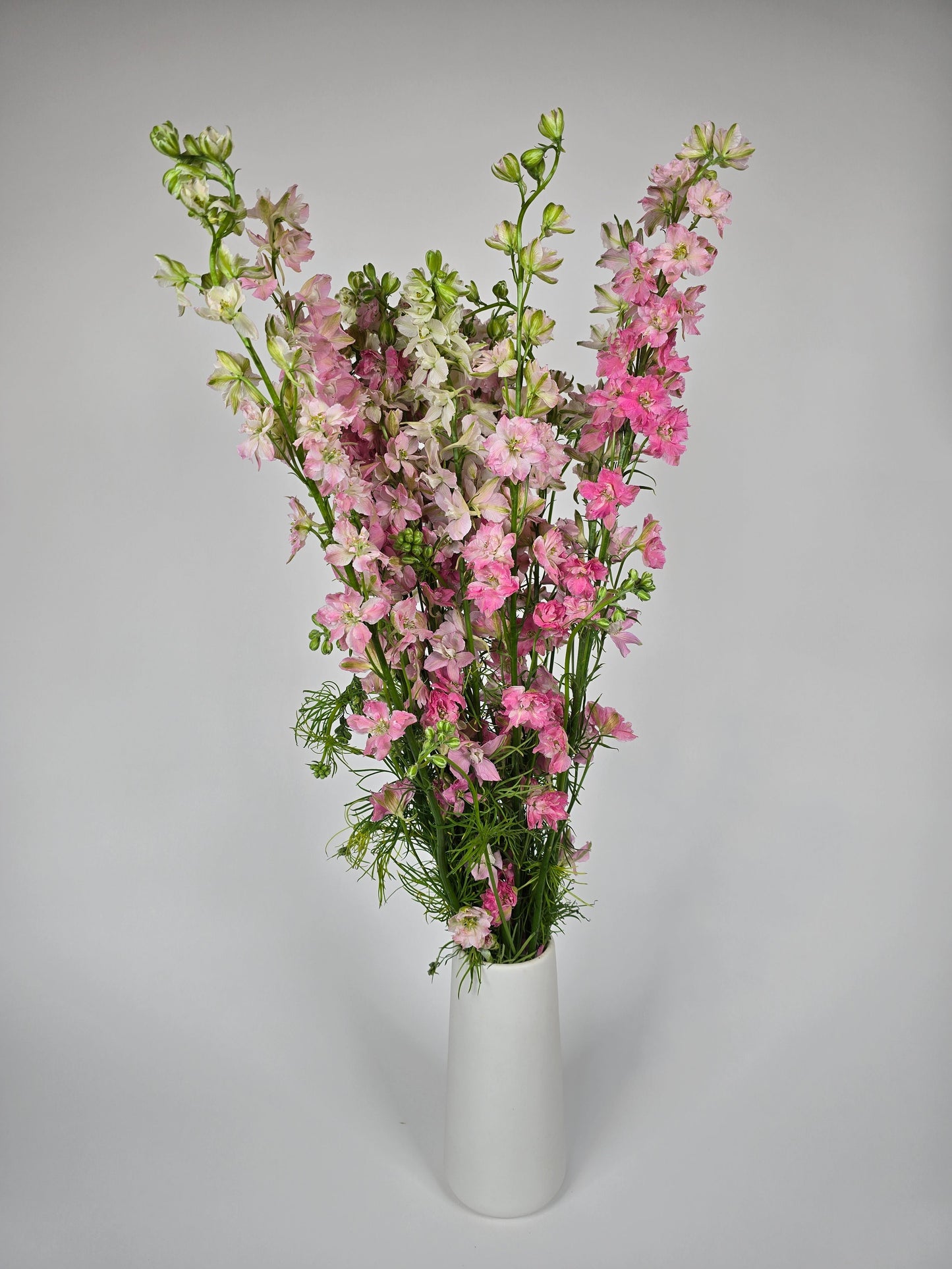 Light Pink Larkspur