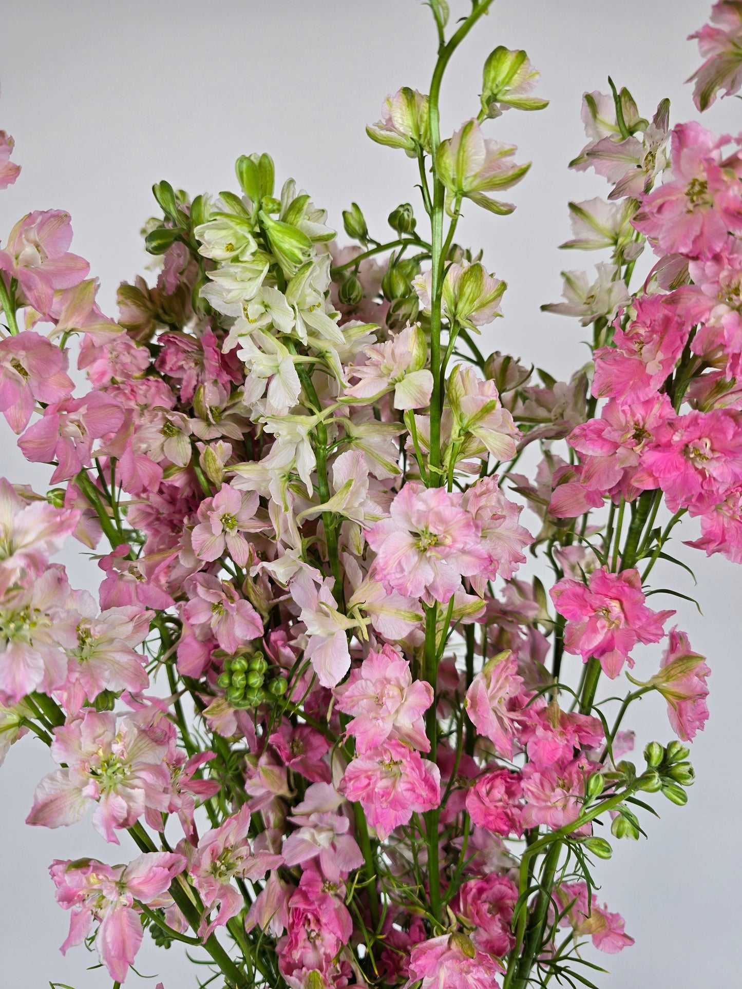 Light Pink Larkspur