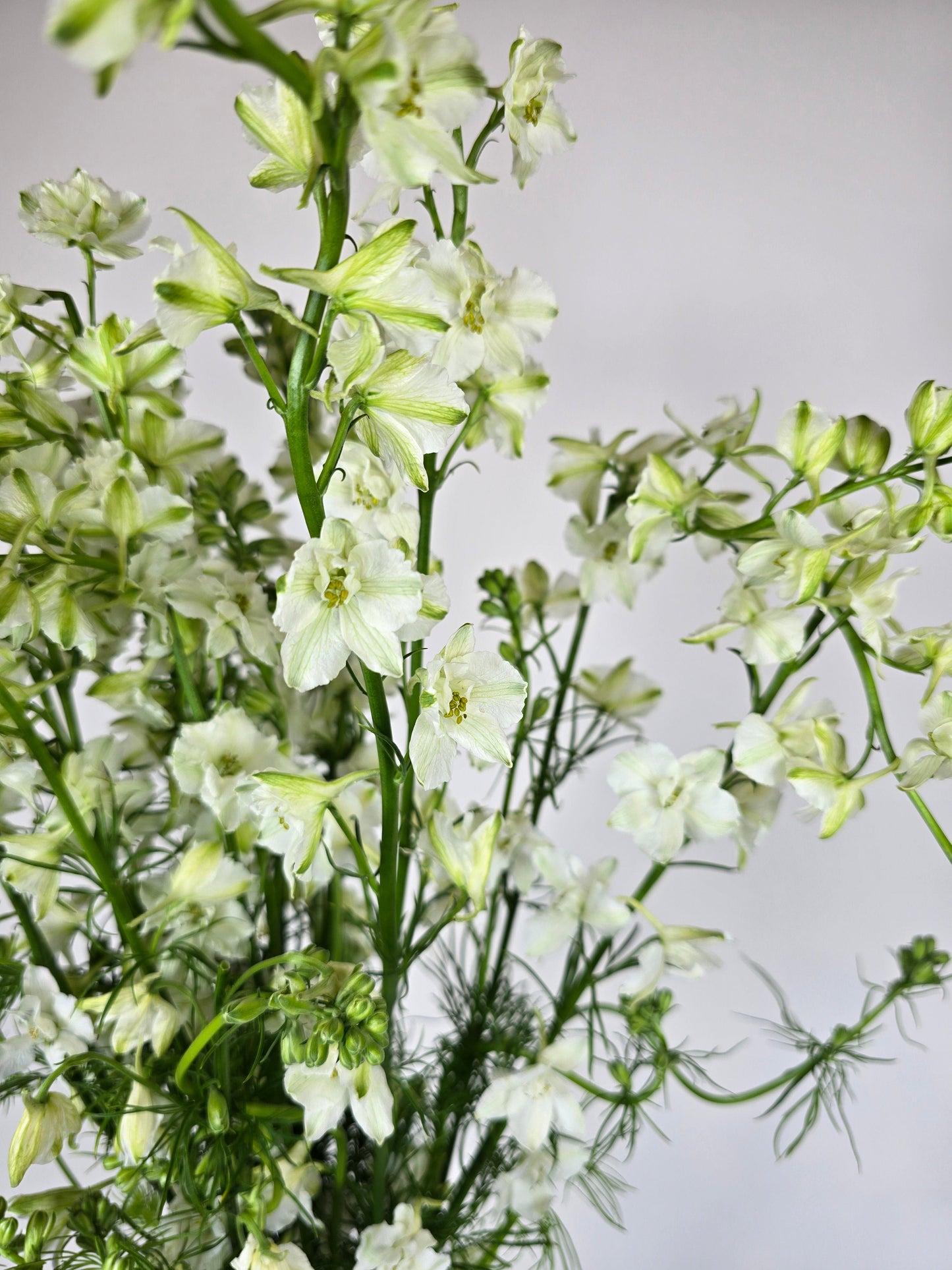 White Larkspur