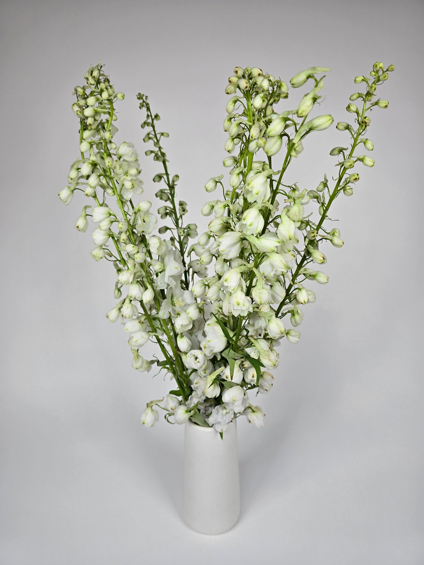 White Delphinium