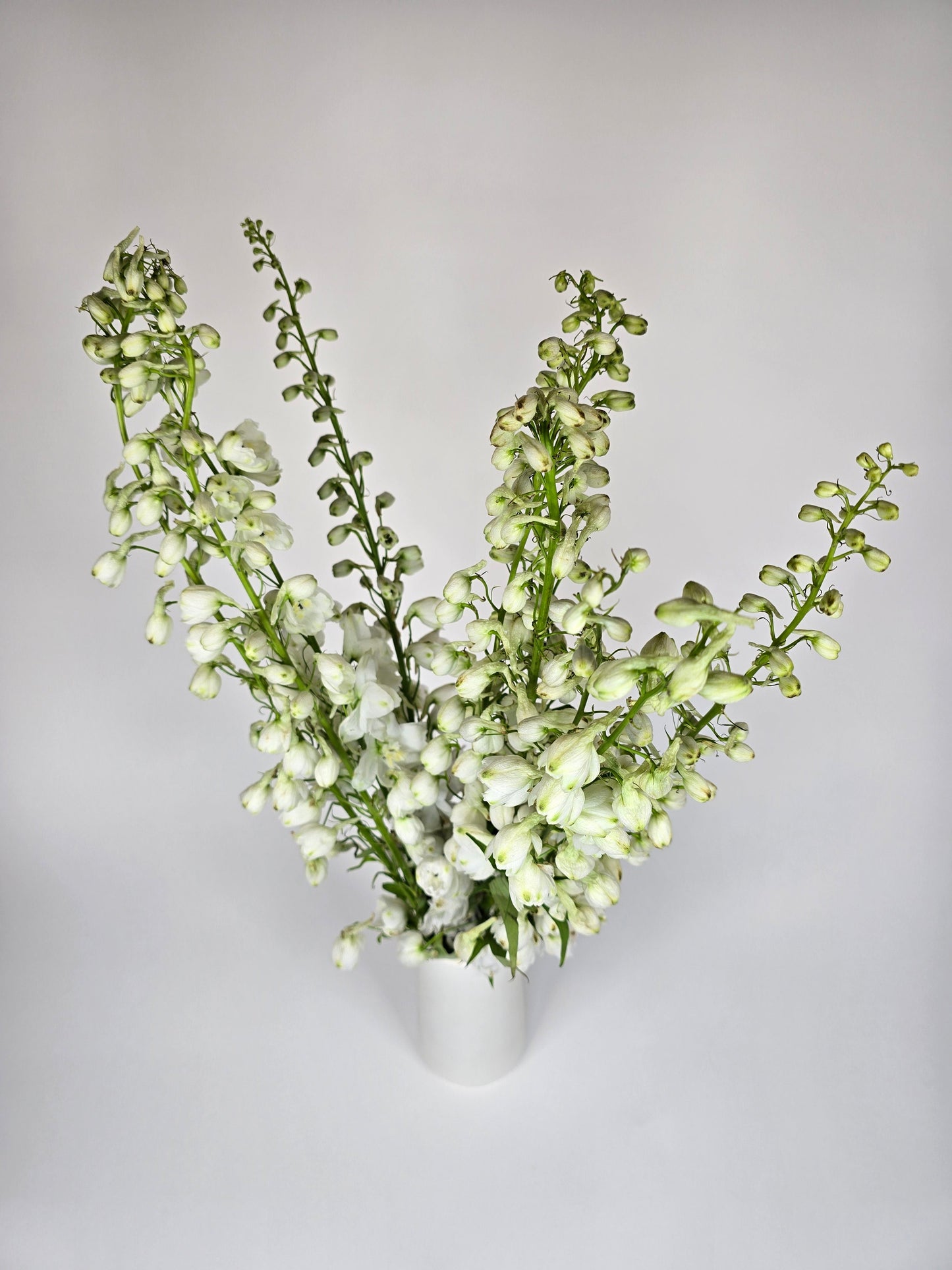 White Delphinium