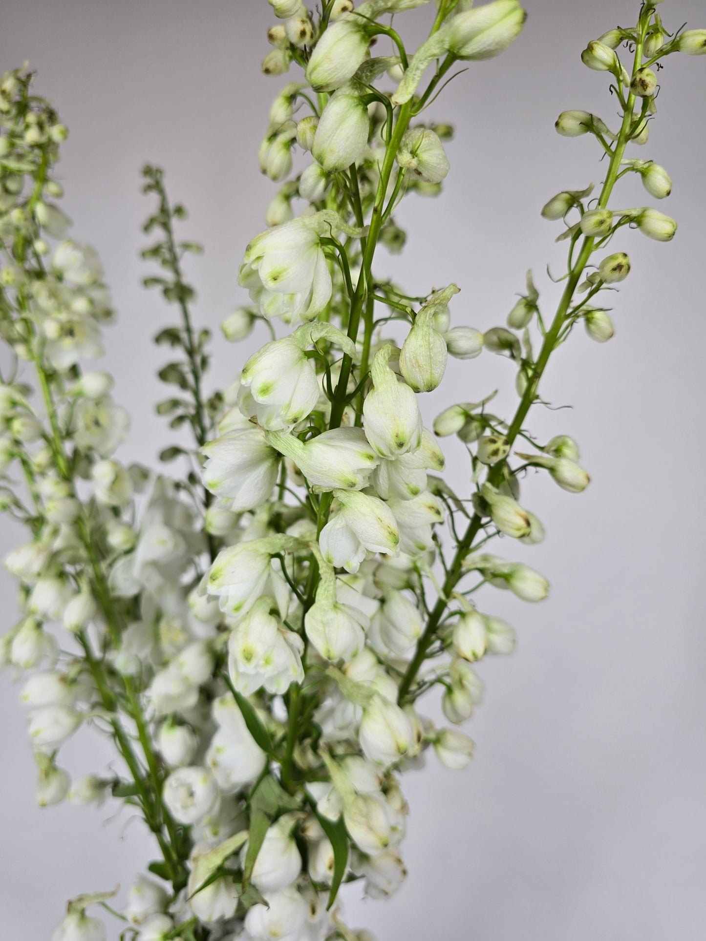 White Delphinium