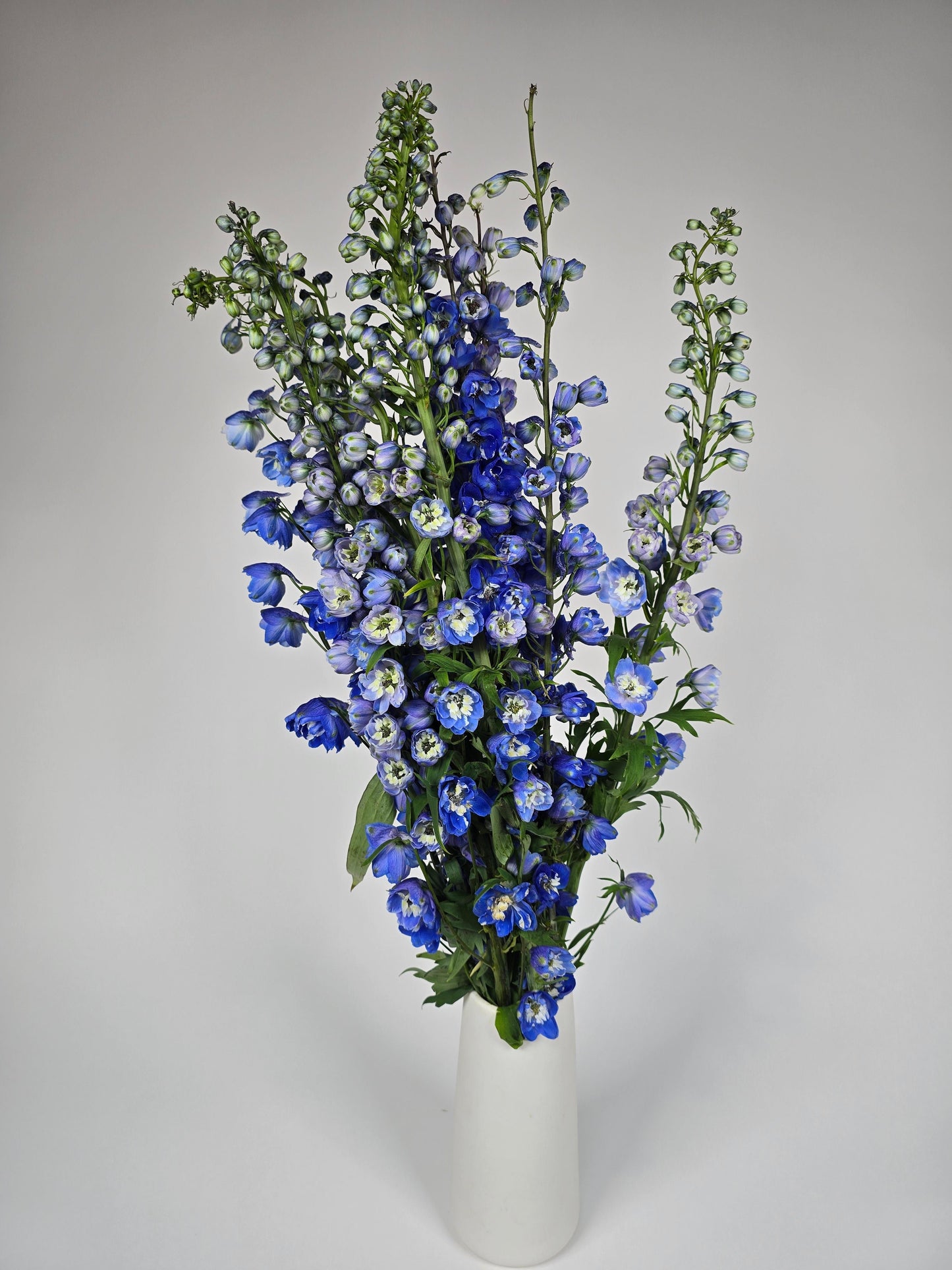 Dark Blue Delphinium