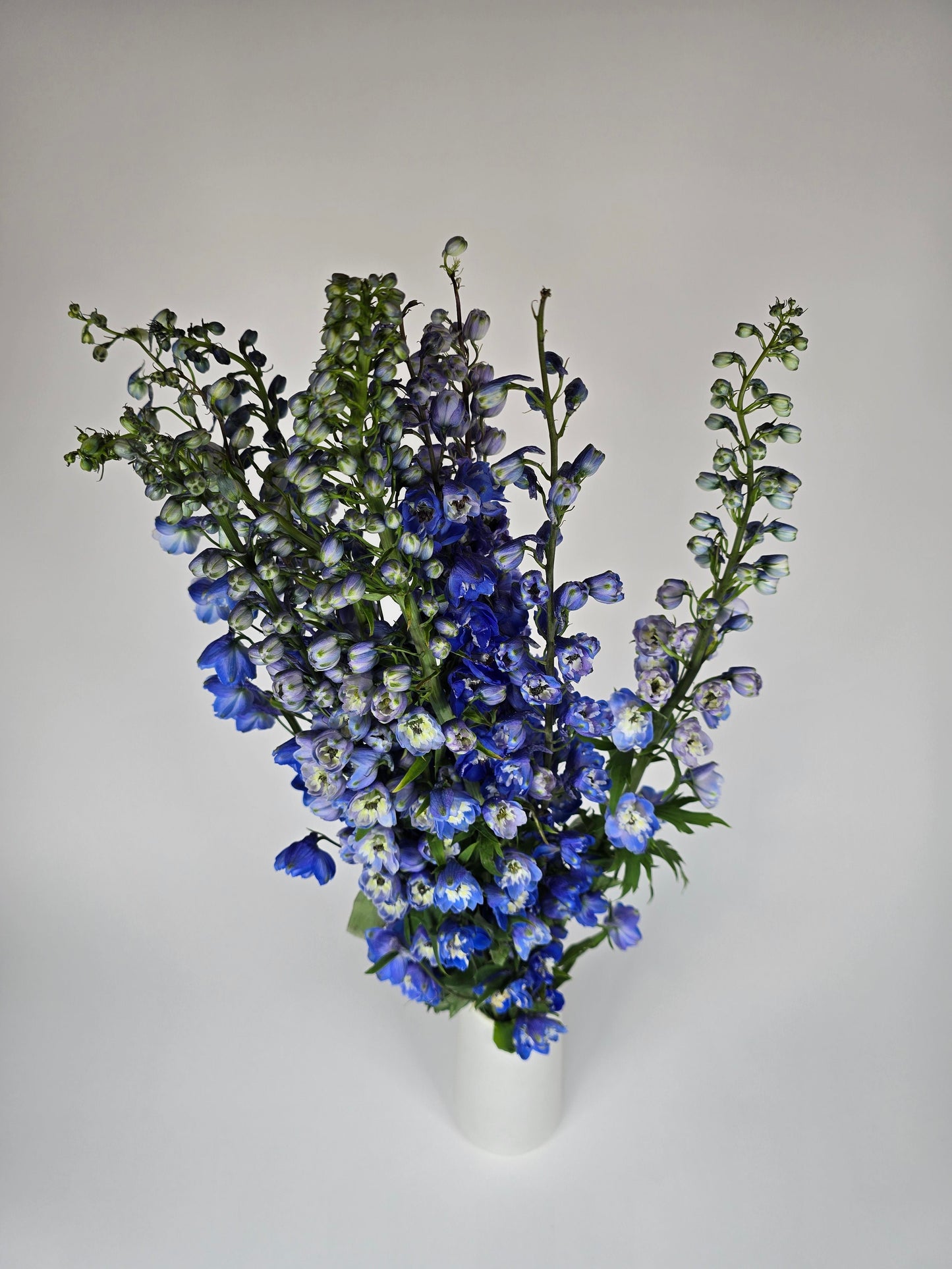 Dark Blue Delphinium