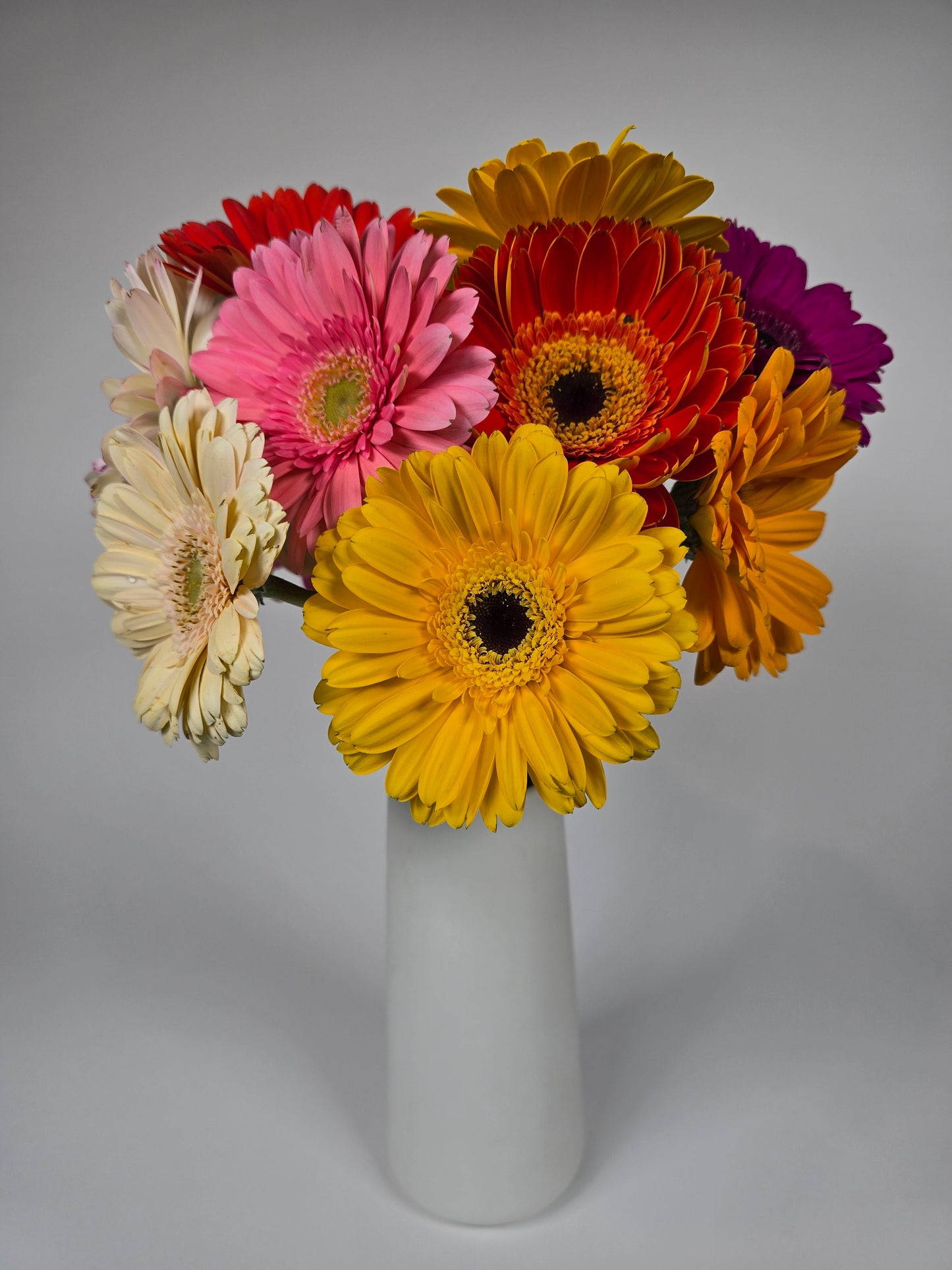 Assorted Color Mini Gerbera Daisies