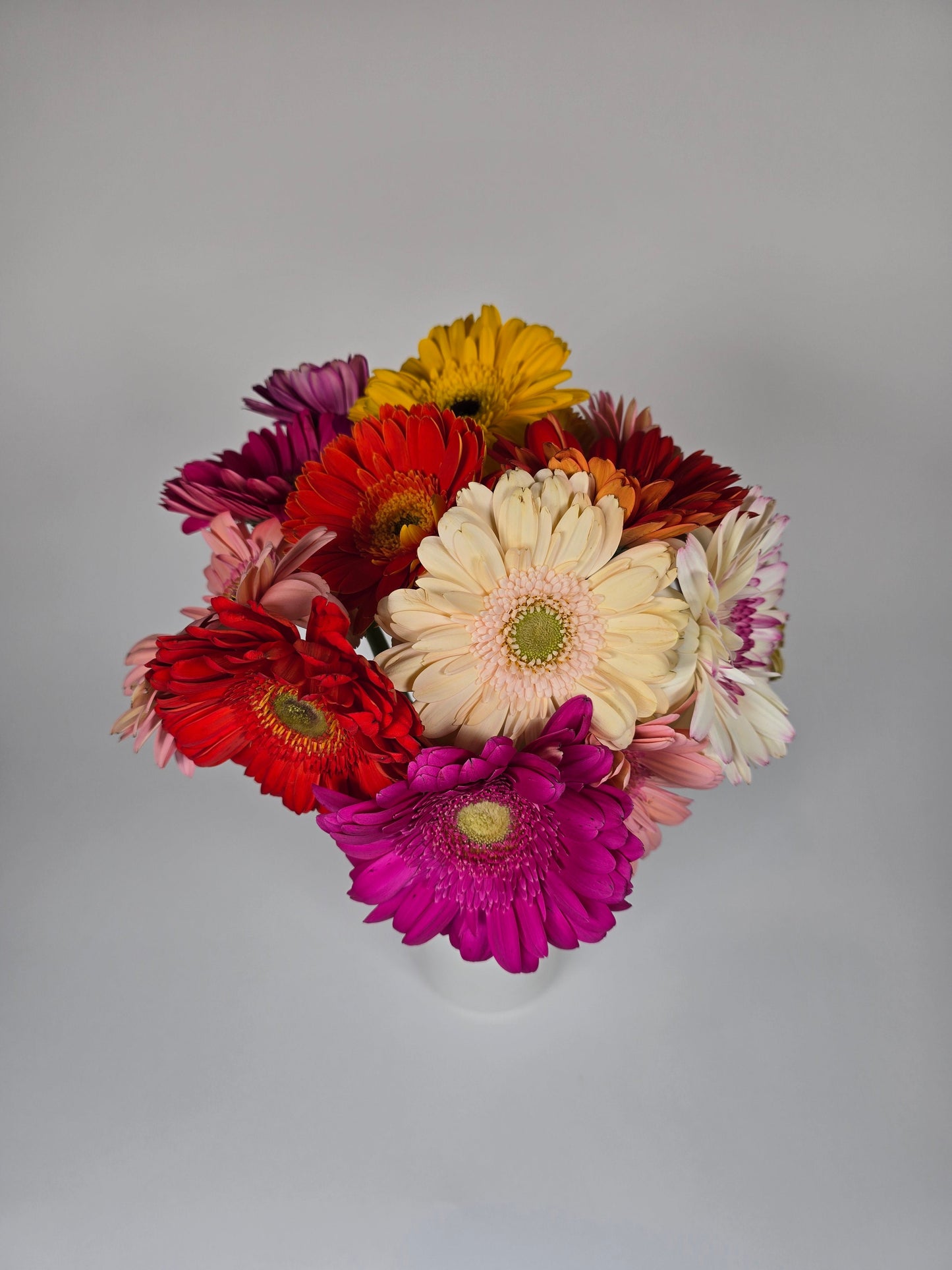 Assorted Colors Gerbera Daisies