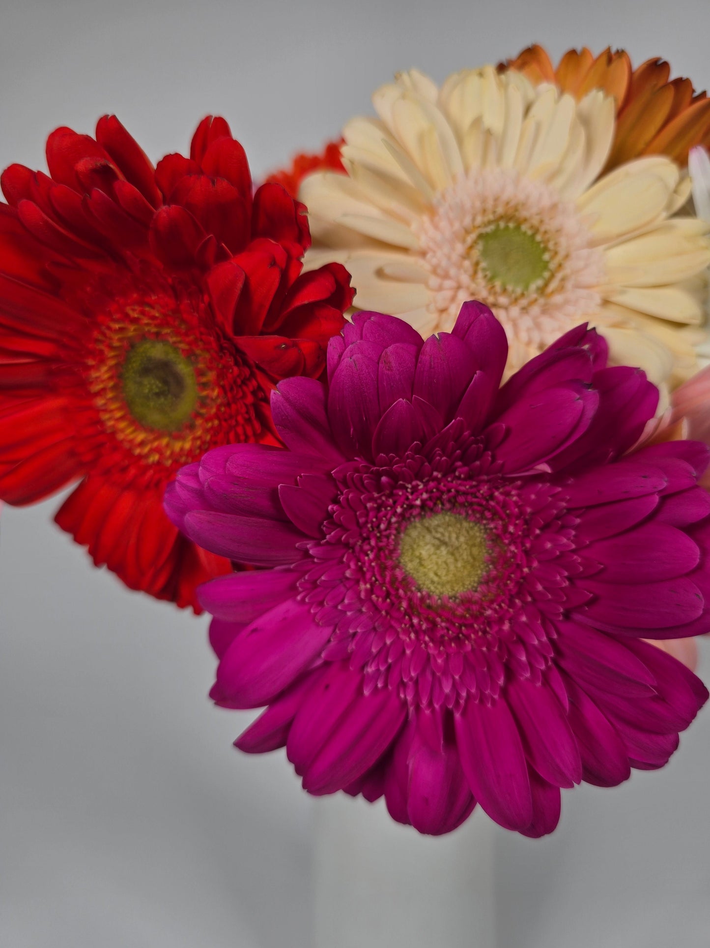 Assorted Colors Gerbera Daisies