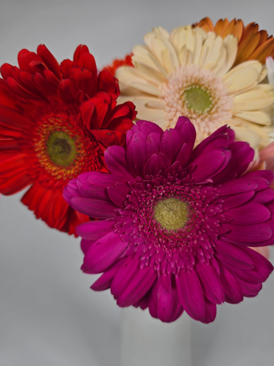 Assorted Colors Gerbera Daisies