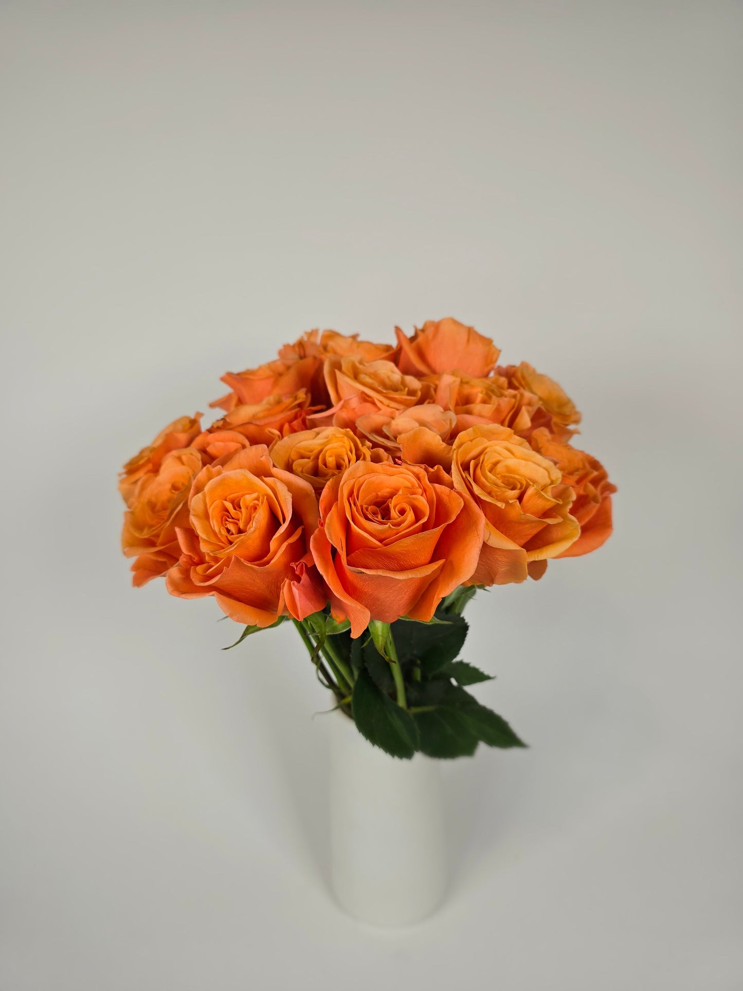 Carnelian Orange Rose