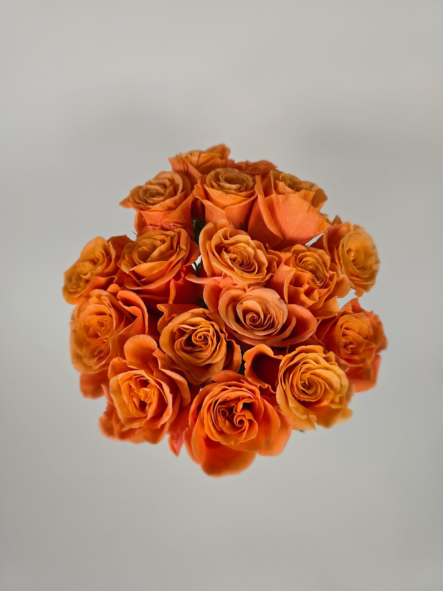 Carnelian Orange Rose