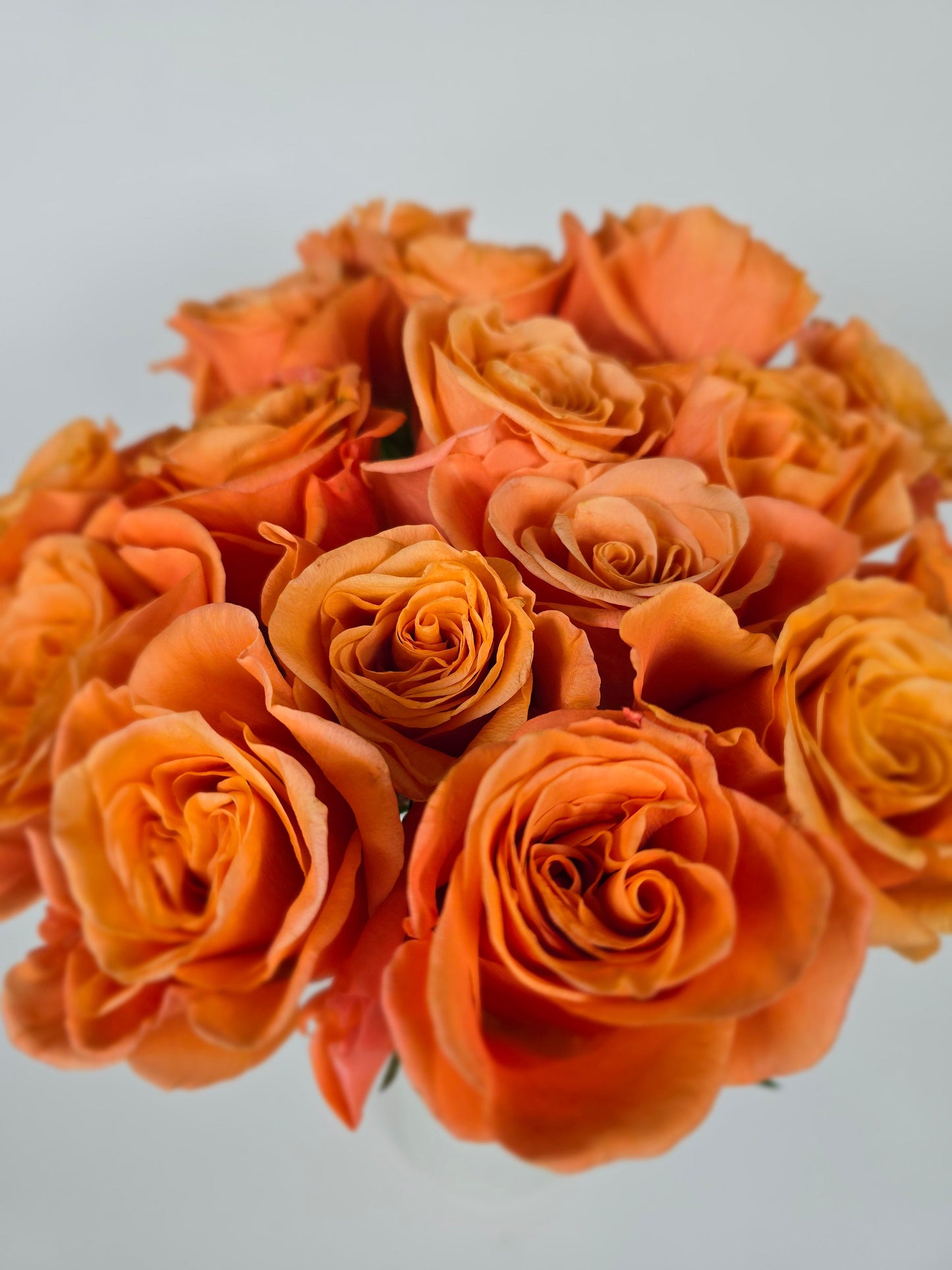 Carnelian Orange Rose