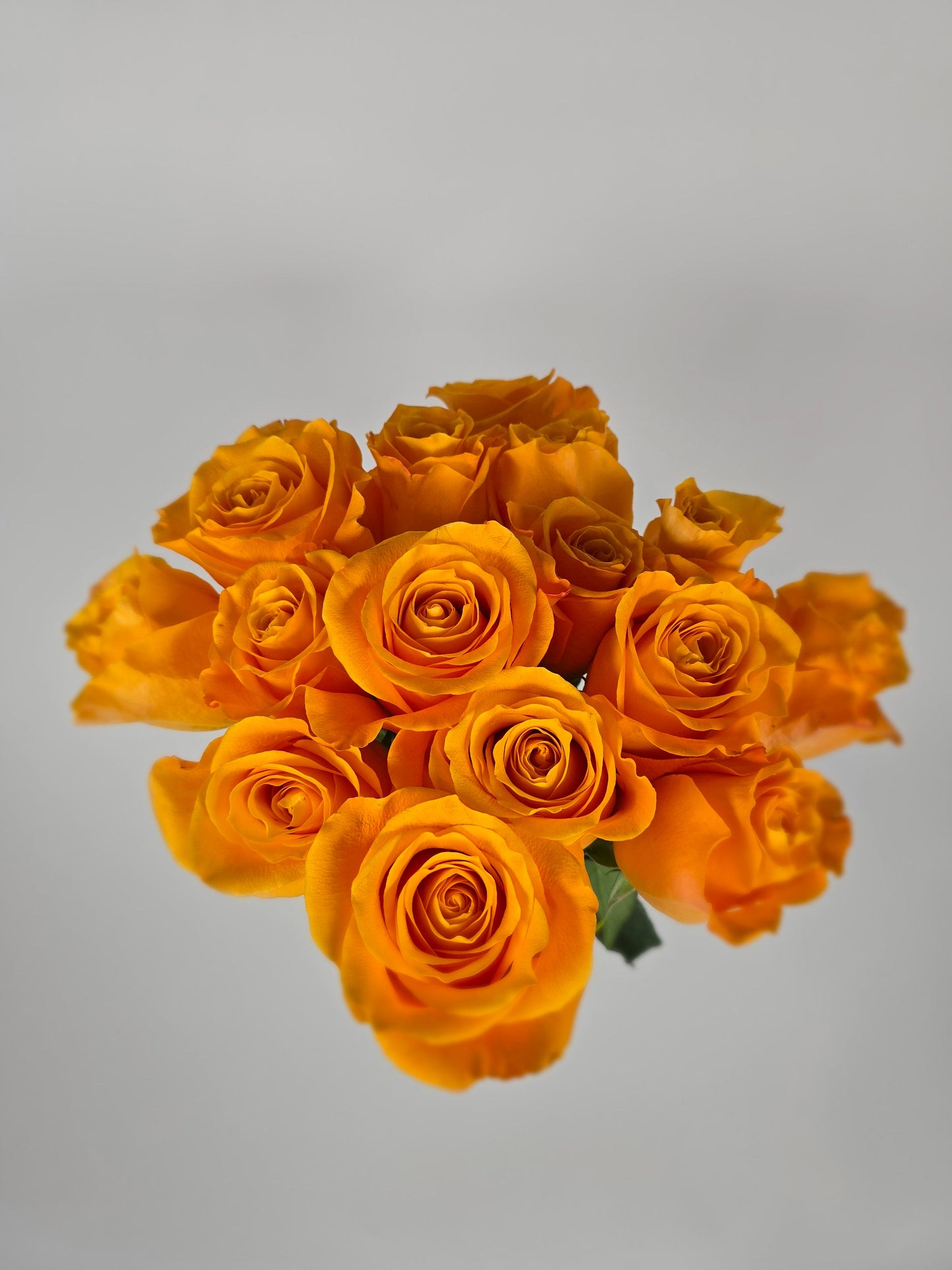 Aloha Orange Rose