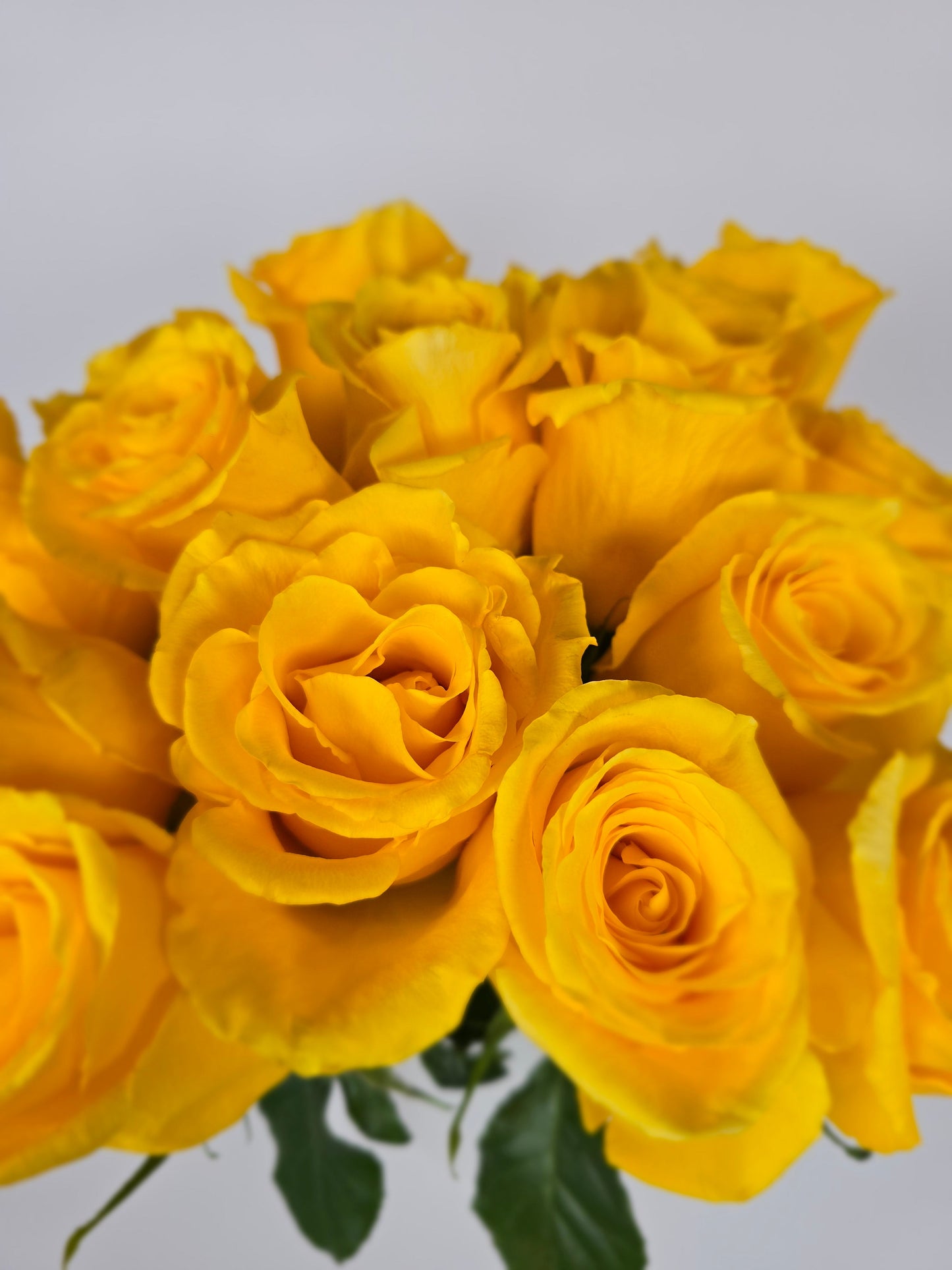 Golden Globe Yellow Rose