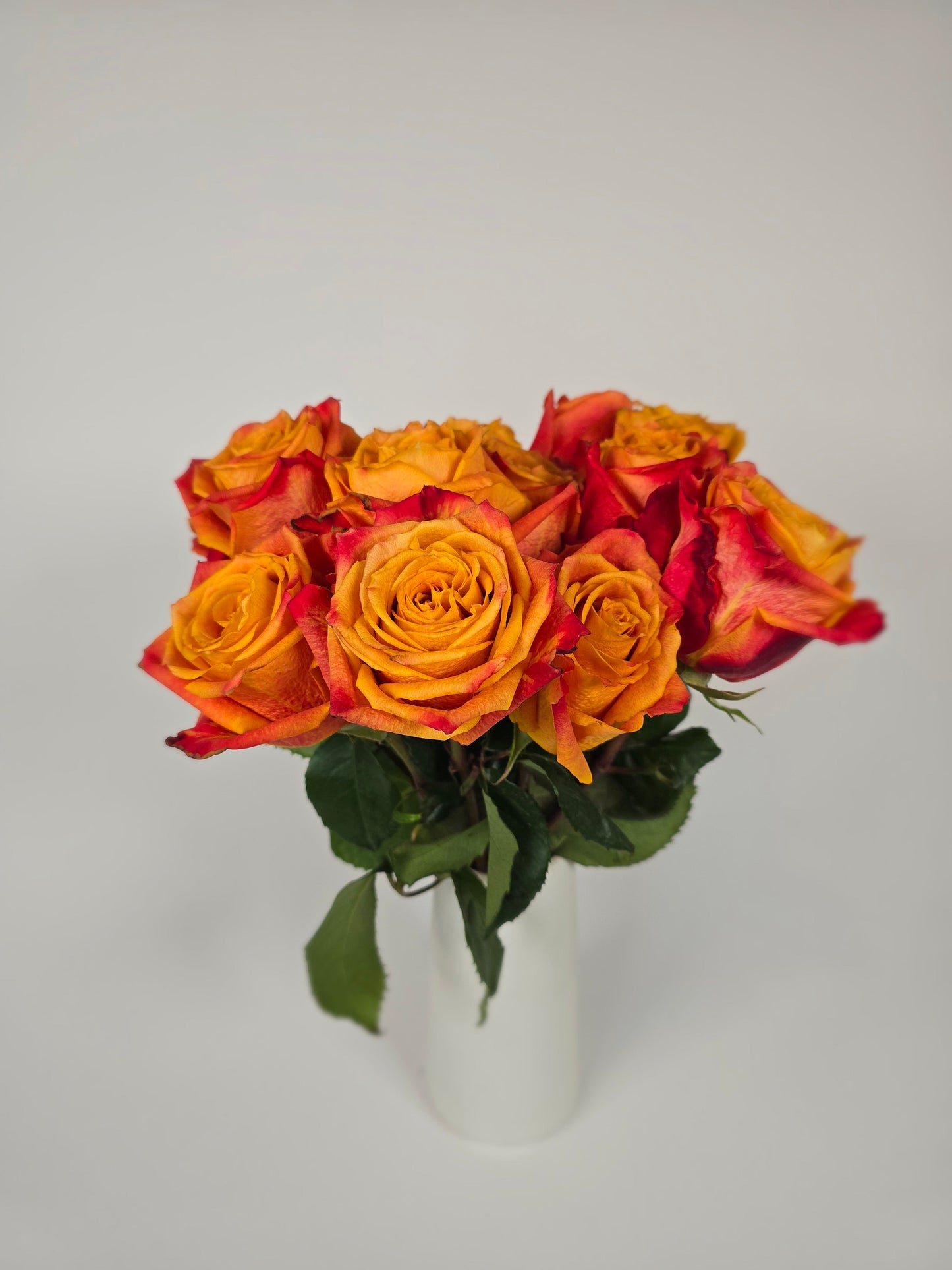 Atomic Bicolor Orange Rose