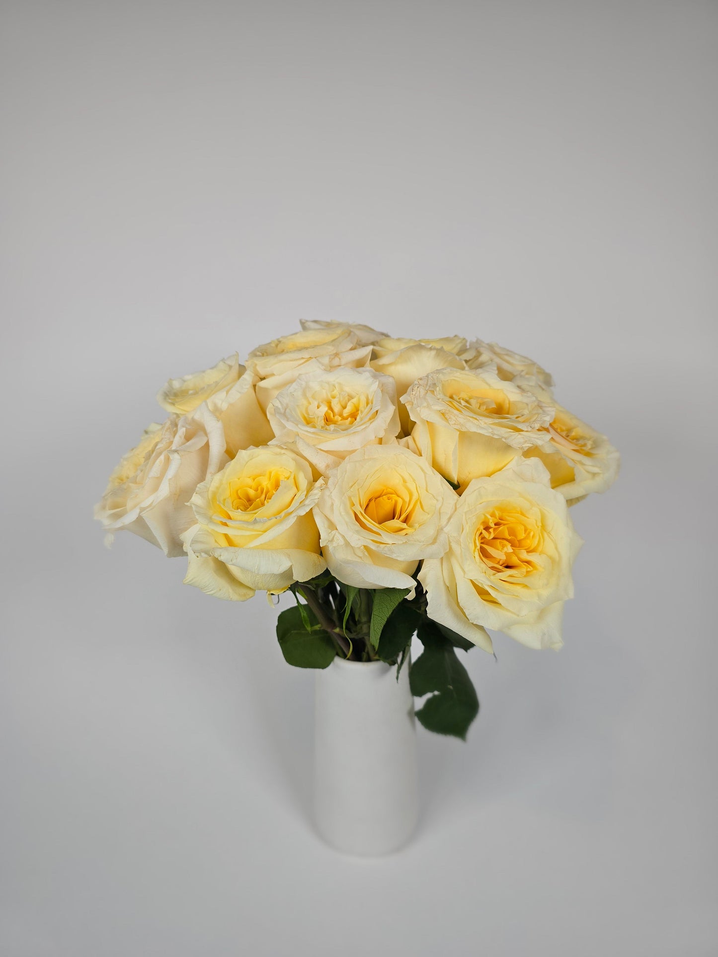 Cream Shimmer Garden Rose