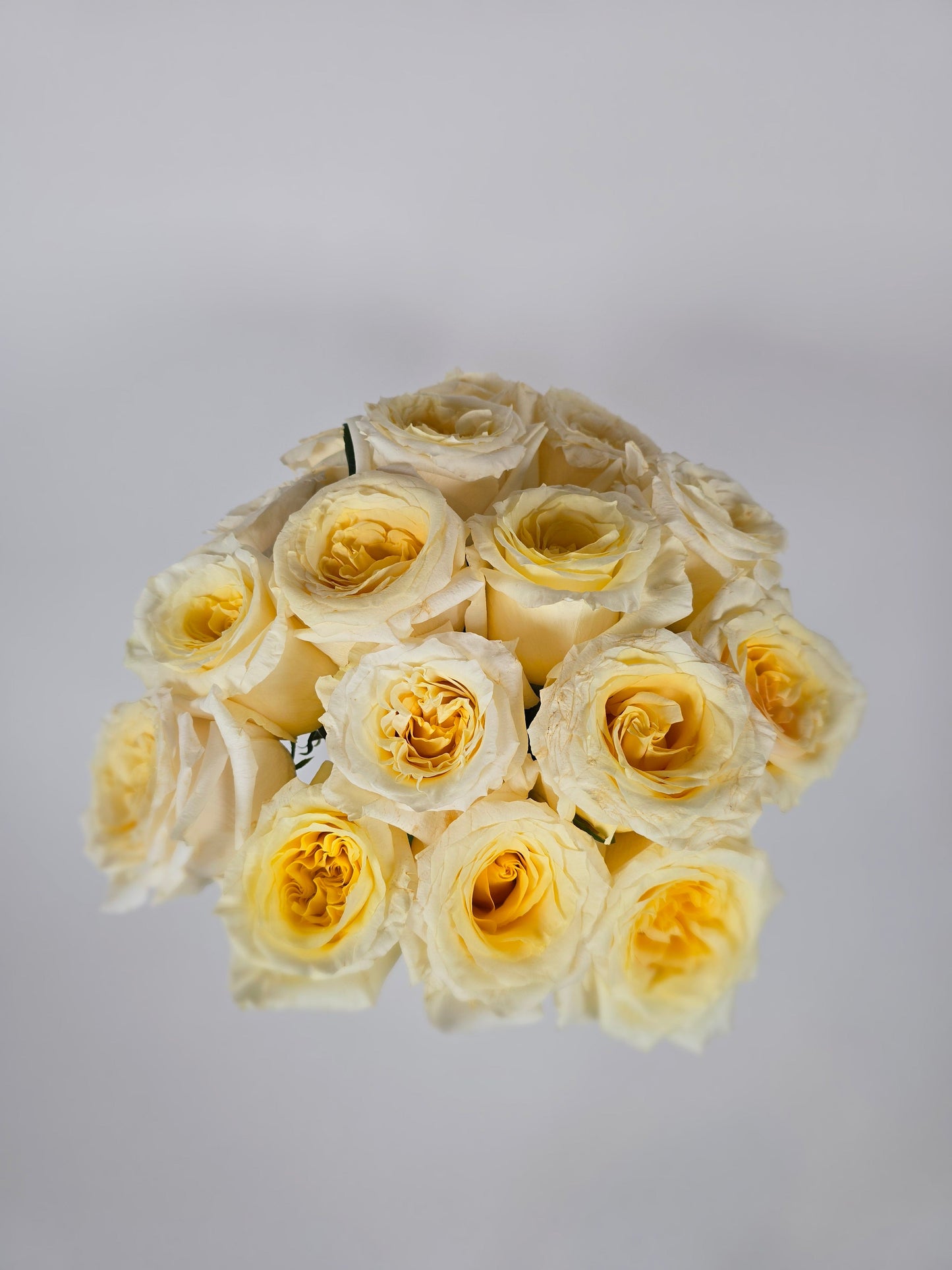 Cream Shimmer Garden Rose