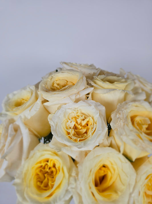 Cream Shimmer Garden Rose