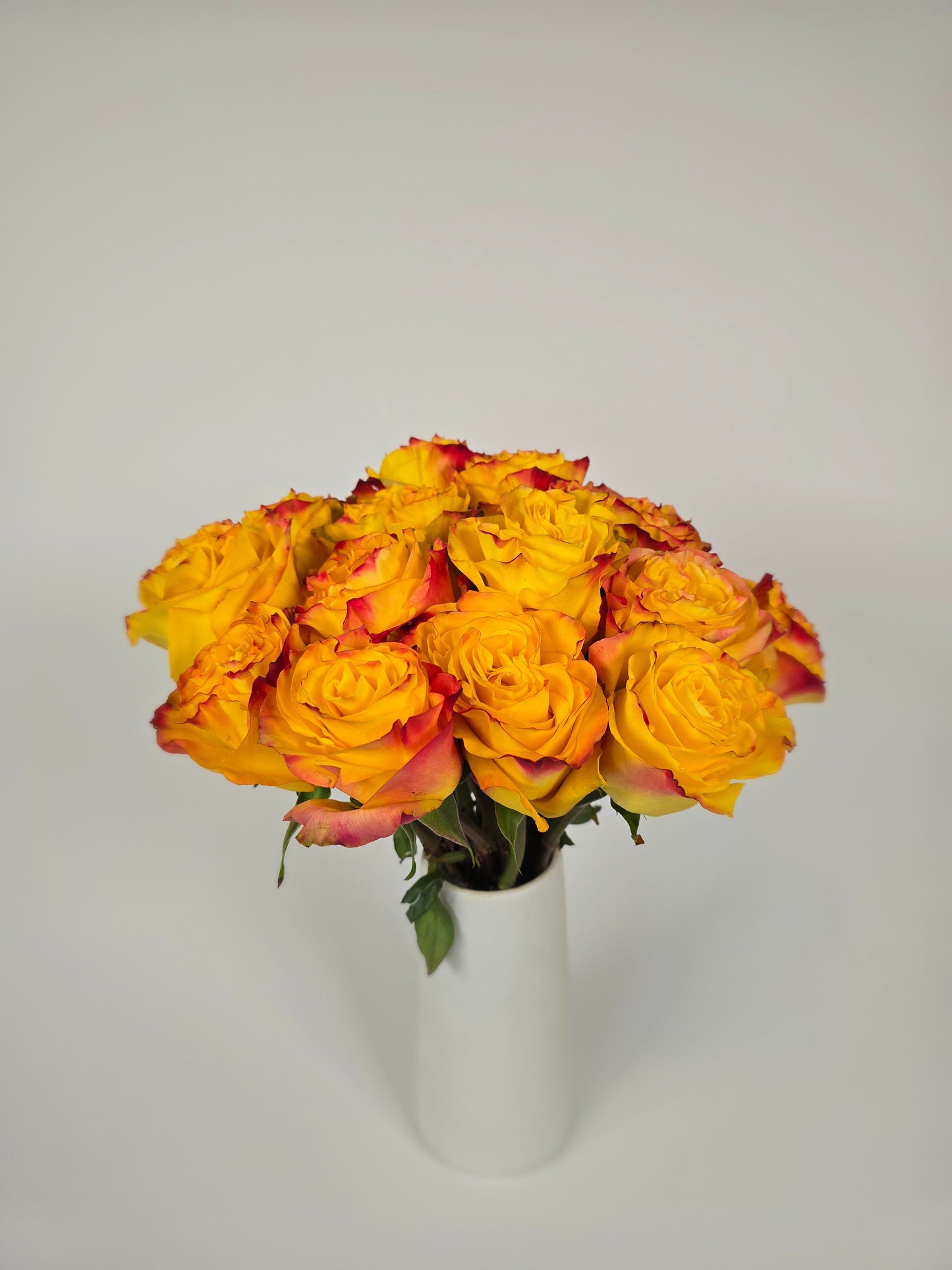 News Flash Bicolor Yellow Garden Rose