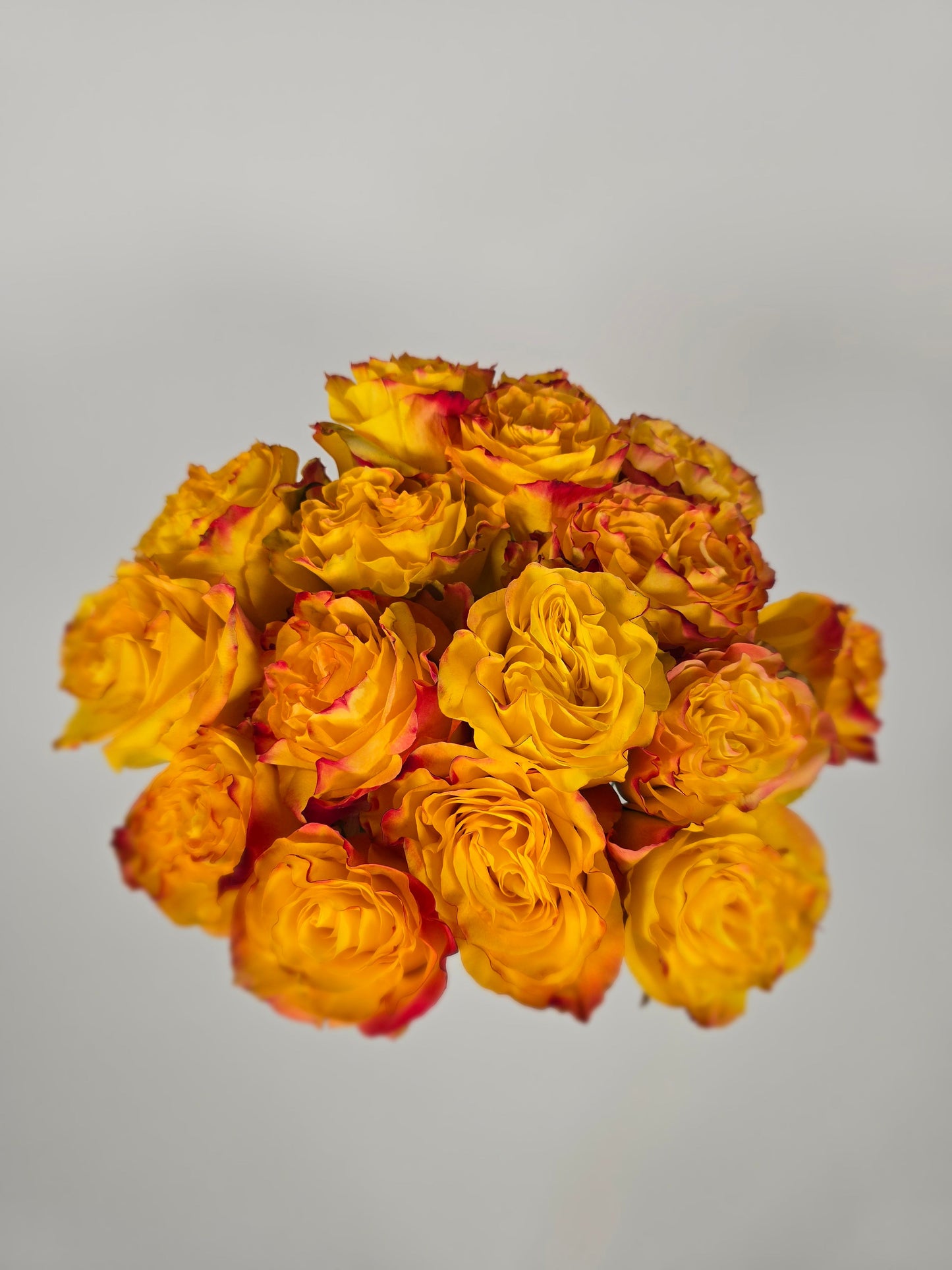 News Flash Bicolor Yellow Garden Rose