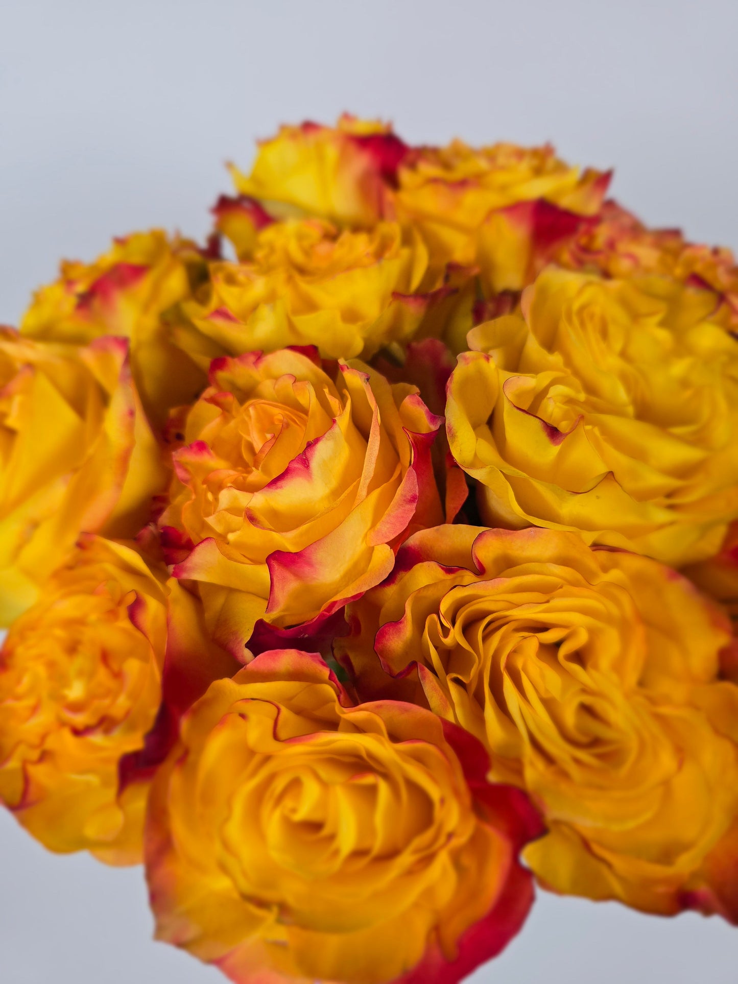 News Flash Bicolor Yellow Garden Rose