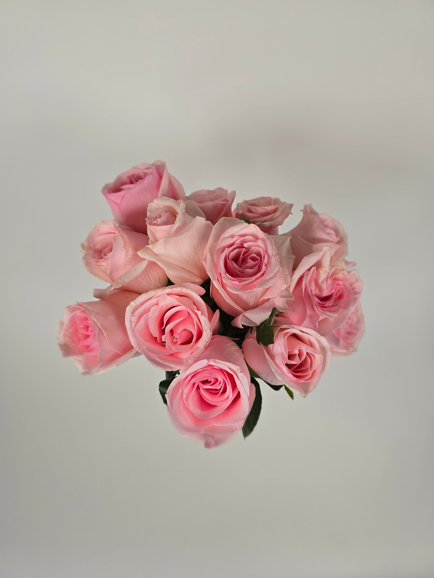 Novia Light Pink Rose