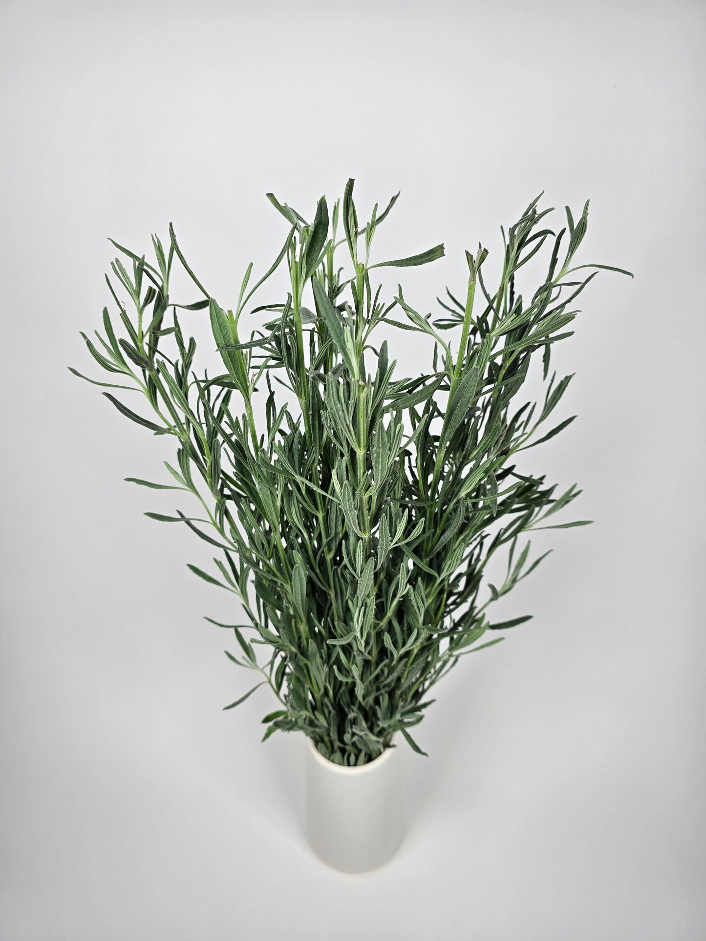 Lavender Foliage