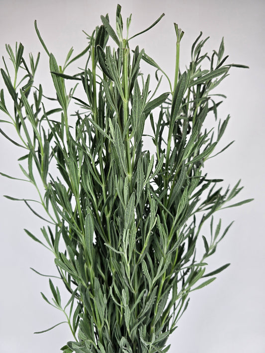 Lavender Foliage