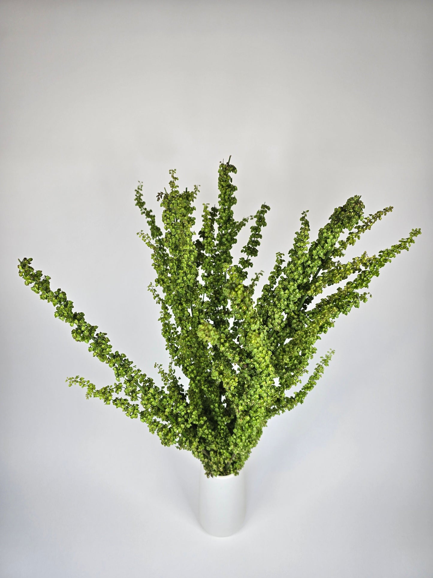 Rumex Unicorn