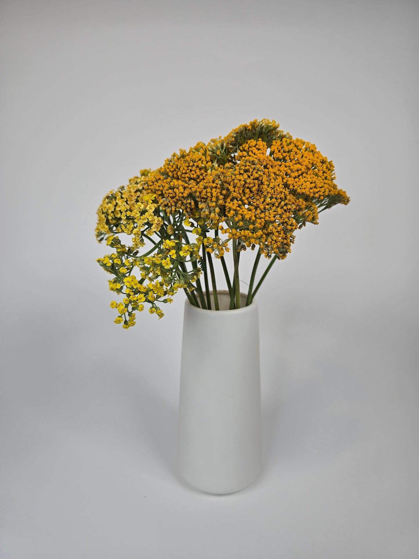 Yellow Achillea Yarrow