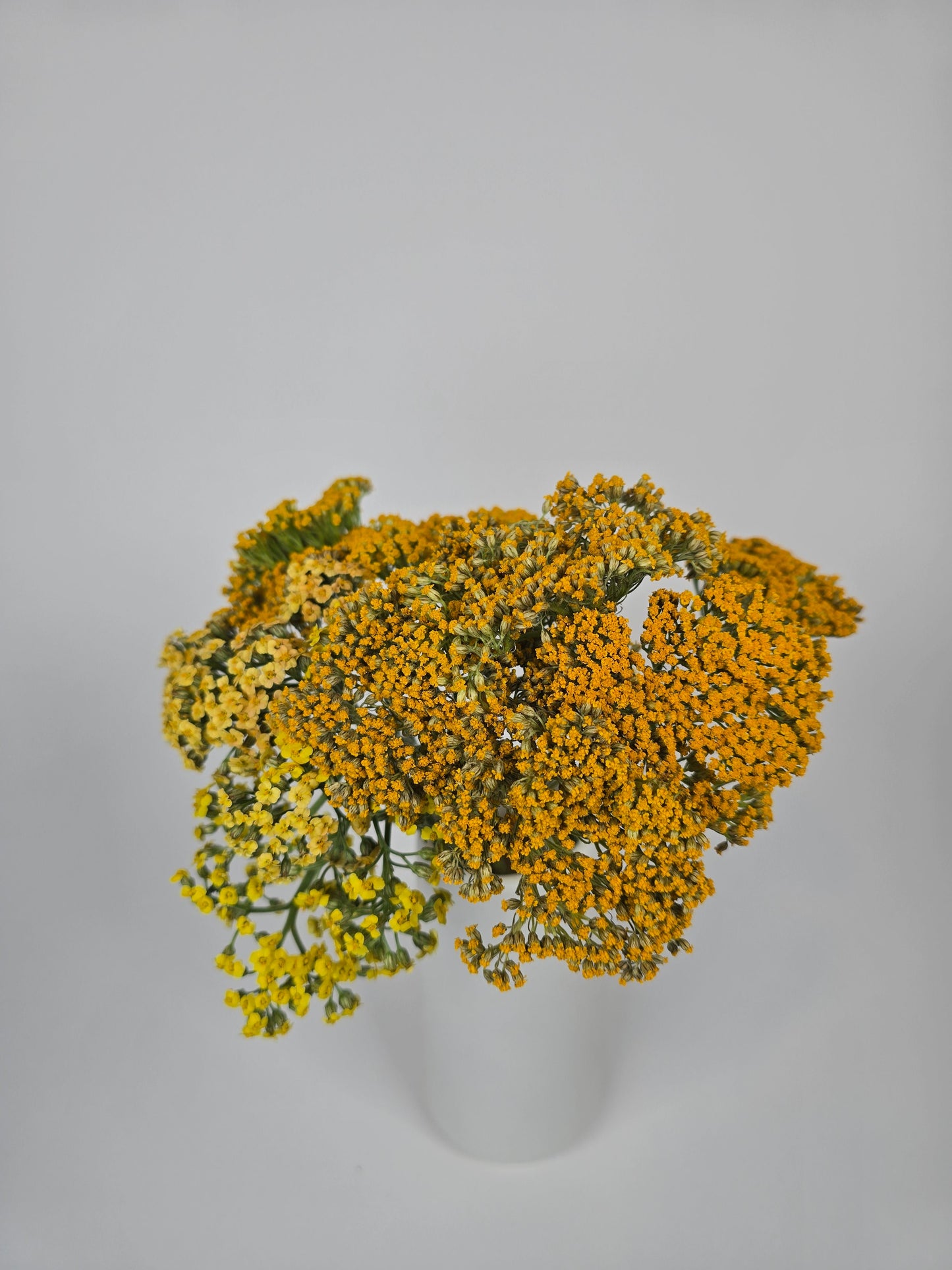 Yellow Achillea Yarrow