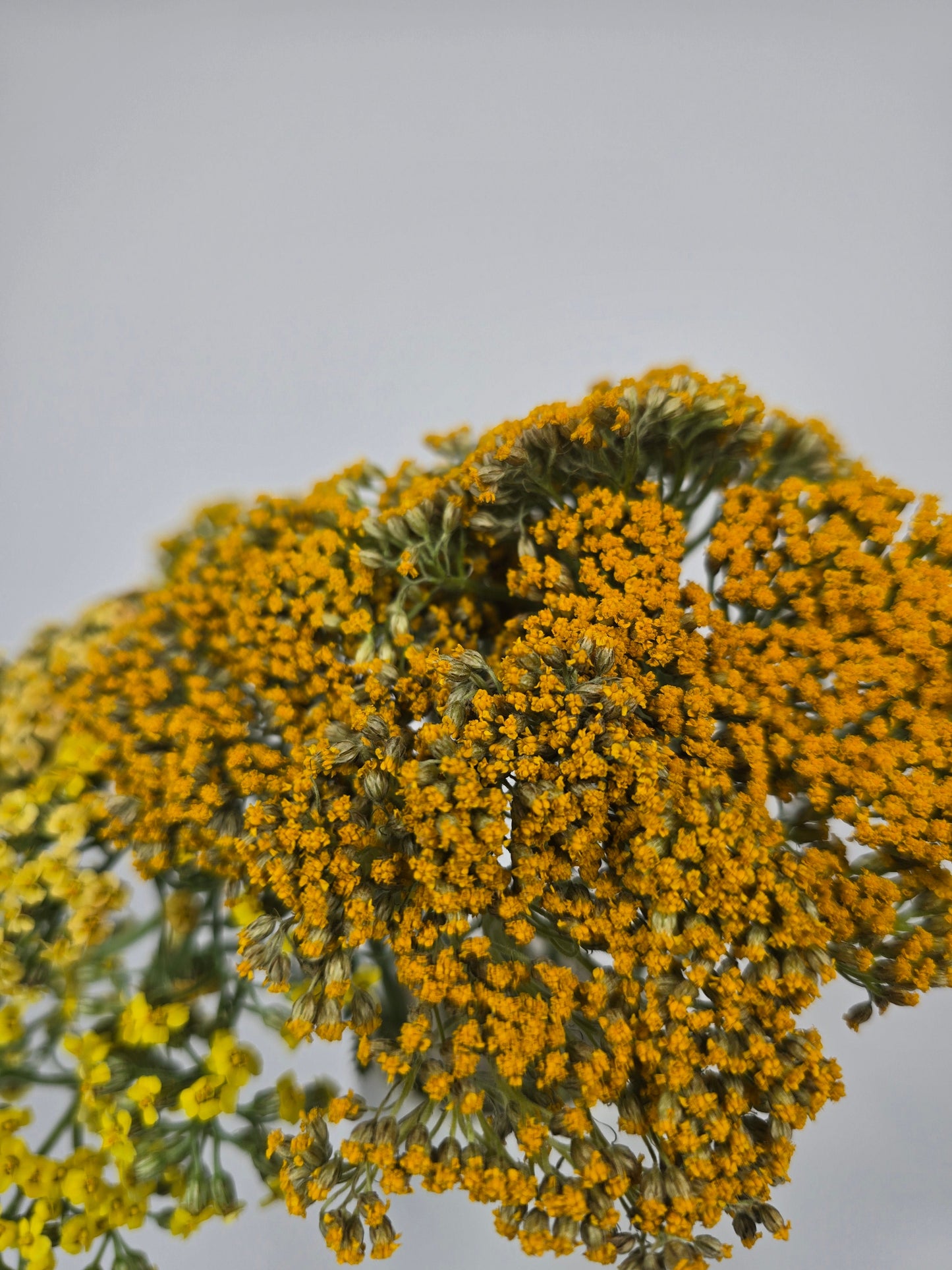 Yellow Achillea Yarrow