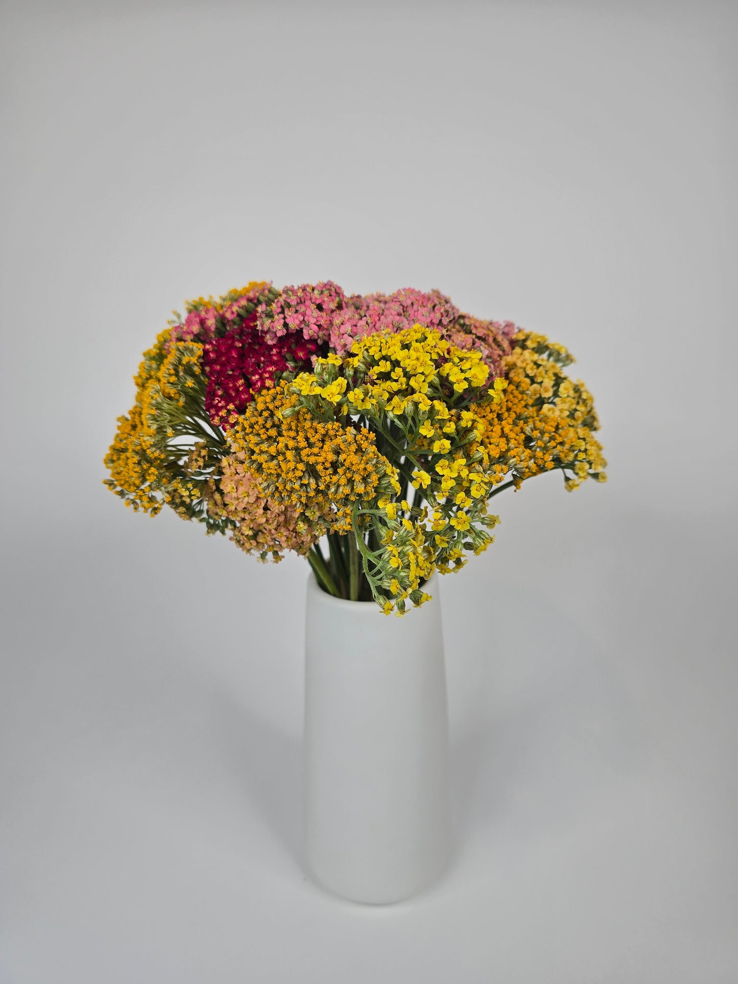 Assorted Color Achillea Yarrow