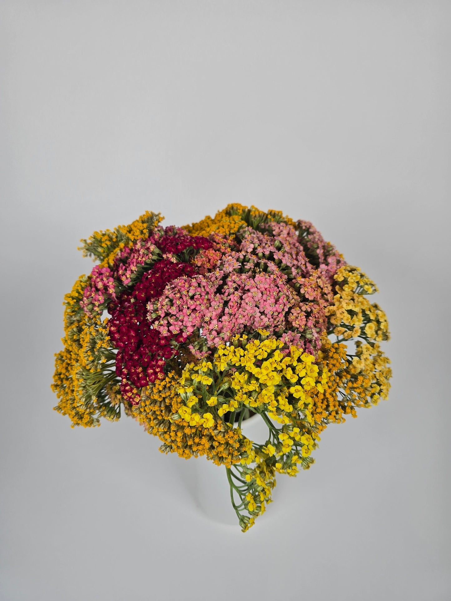 Assorted Color Achillea Yarrow