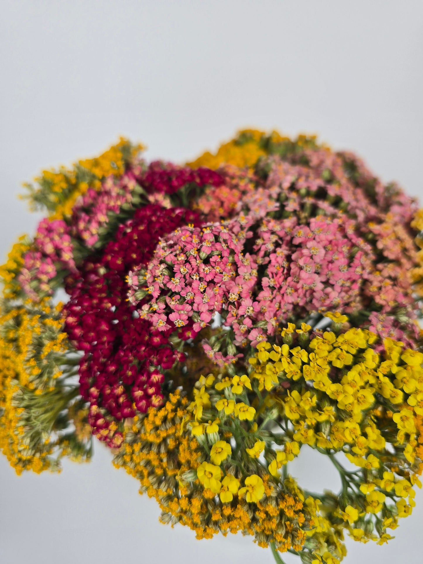 Assorted Color Achillea Yarrow