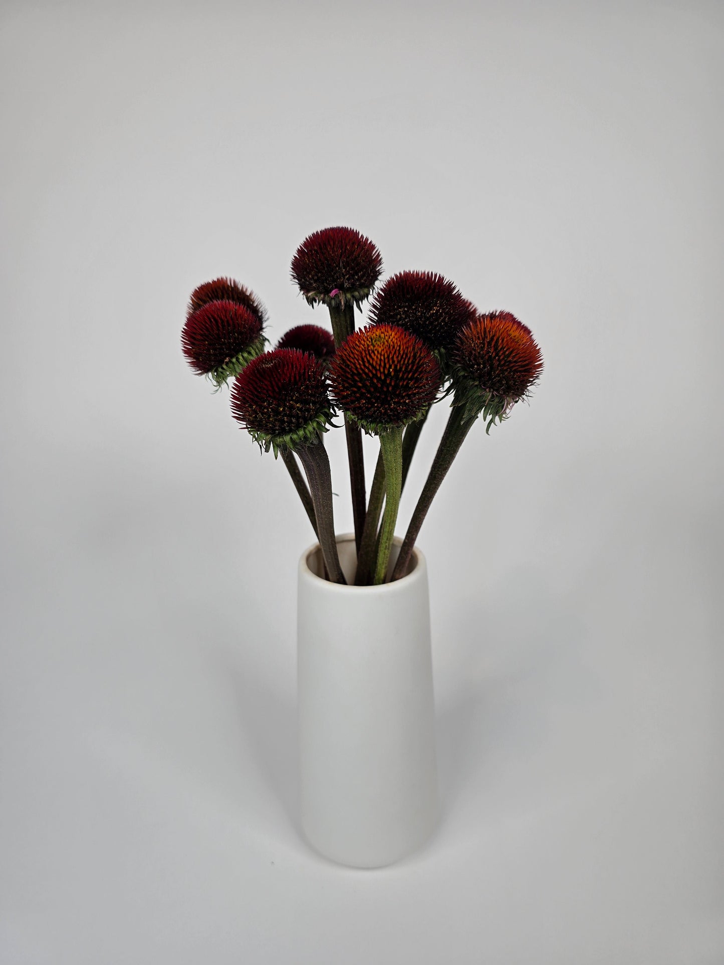 Orangy Red Echinacea Coneflower Pods