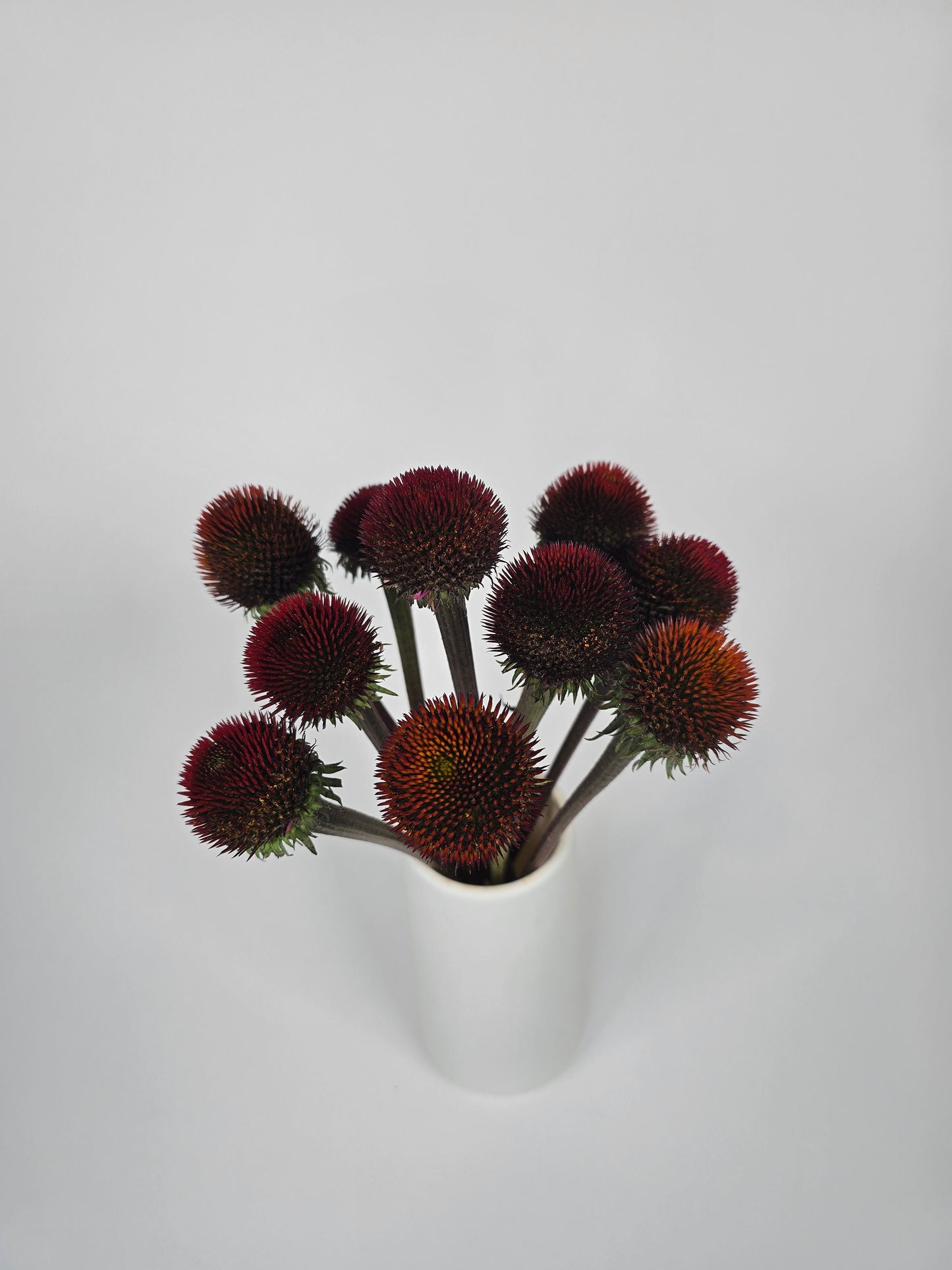 Orangy Red Echinacea Coneflower Pods