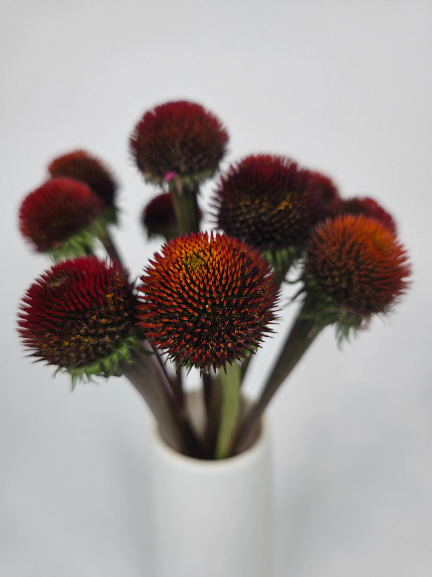 Orangy Red Echinacea Coneflower Pods