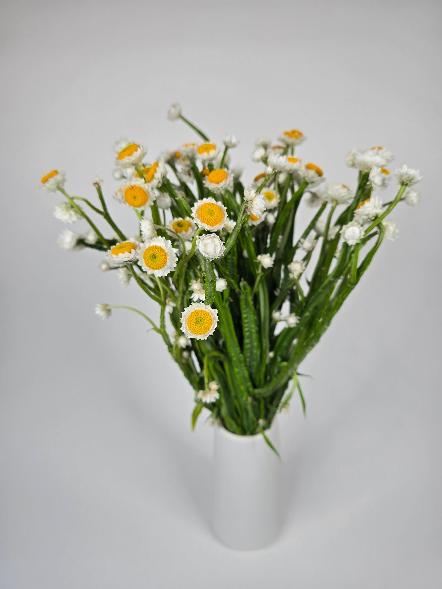 Ammobium Daisy