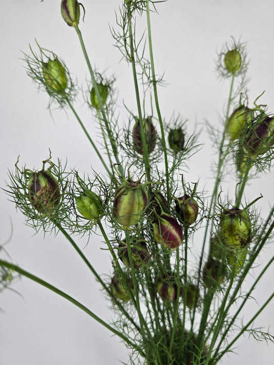 Nigella Pods