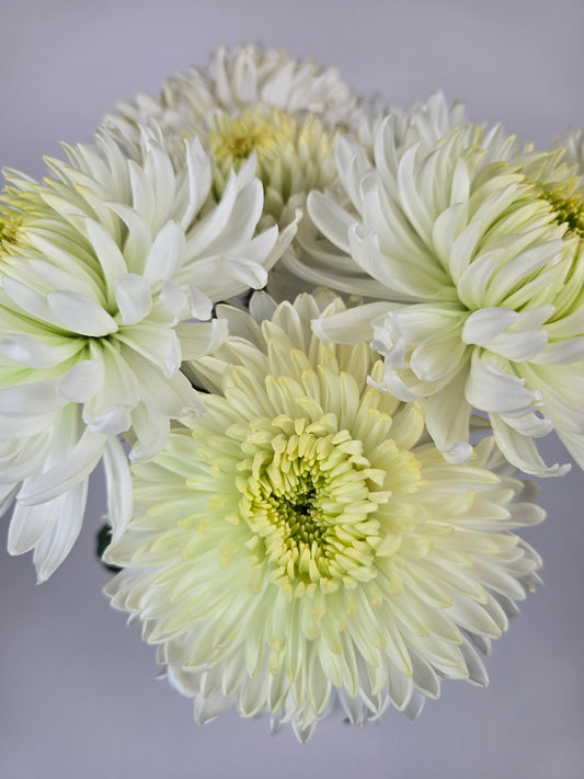 Magnum White Chrysanthemum