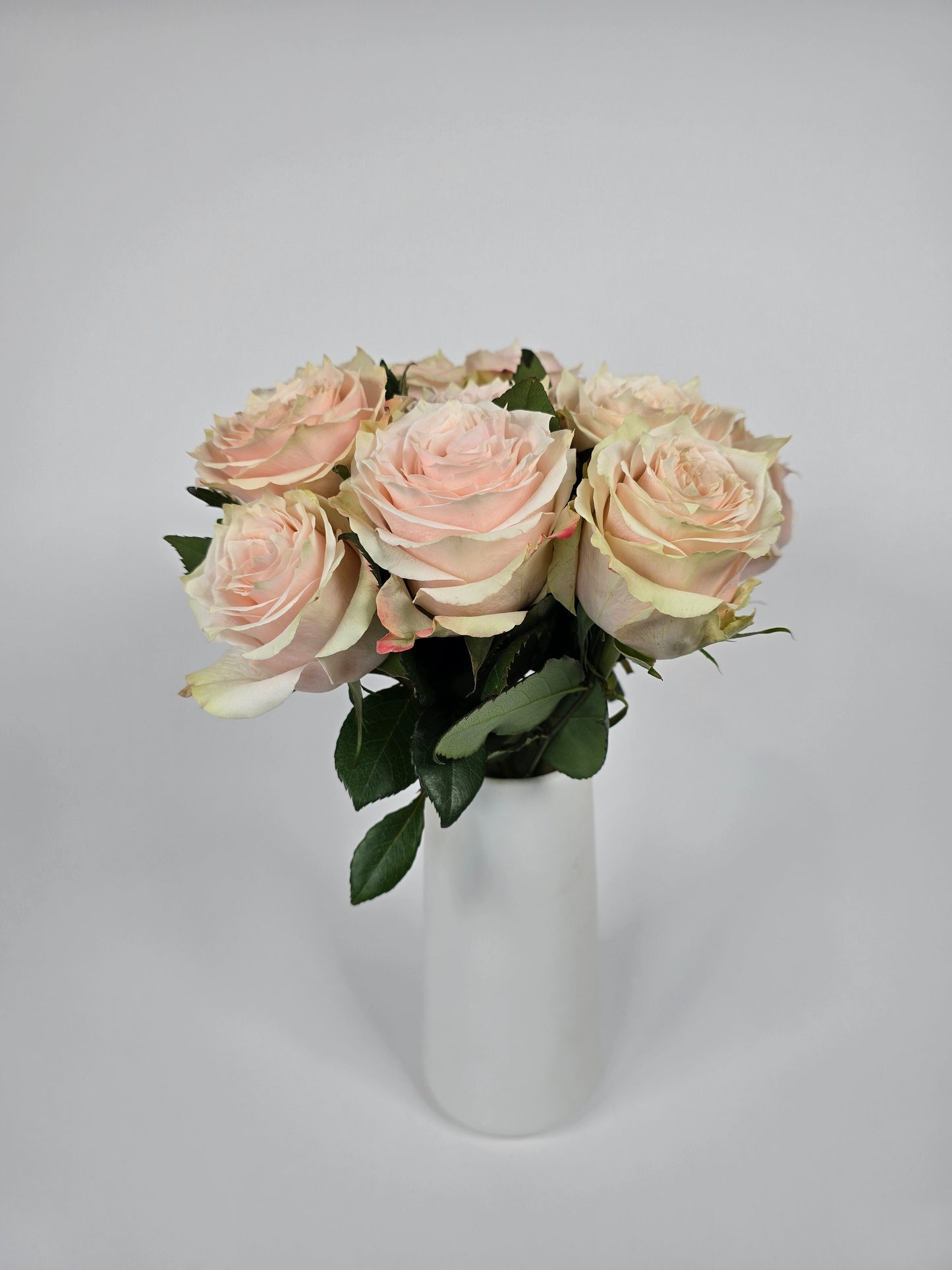 Champagner Blush Roses