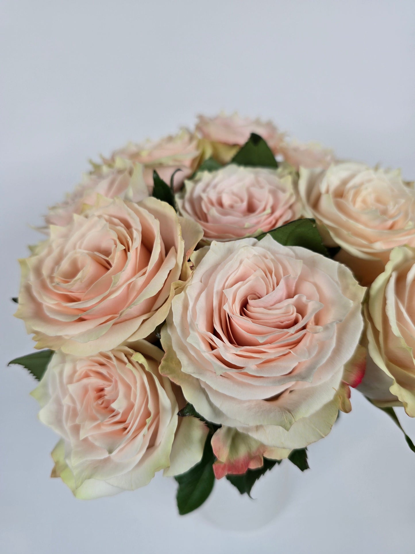 Champagner Blush Roses