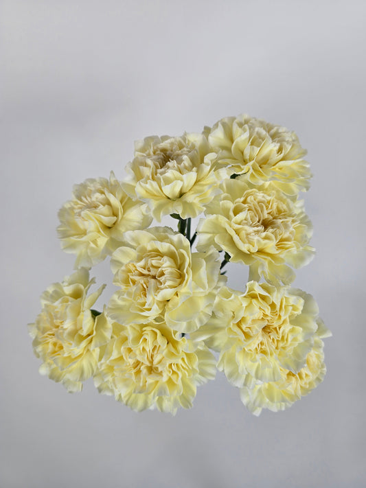 Buttery Yellow Carnations