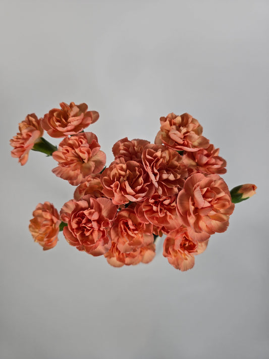 Orange Spray Mini Carnations