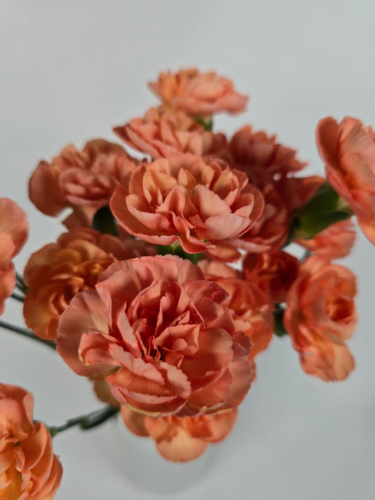 Orange Spray Mini Carnations